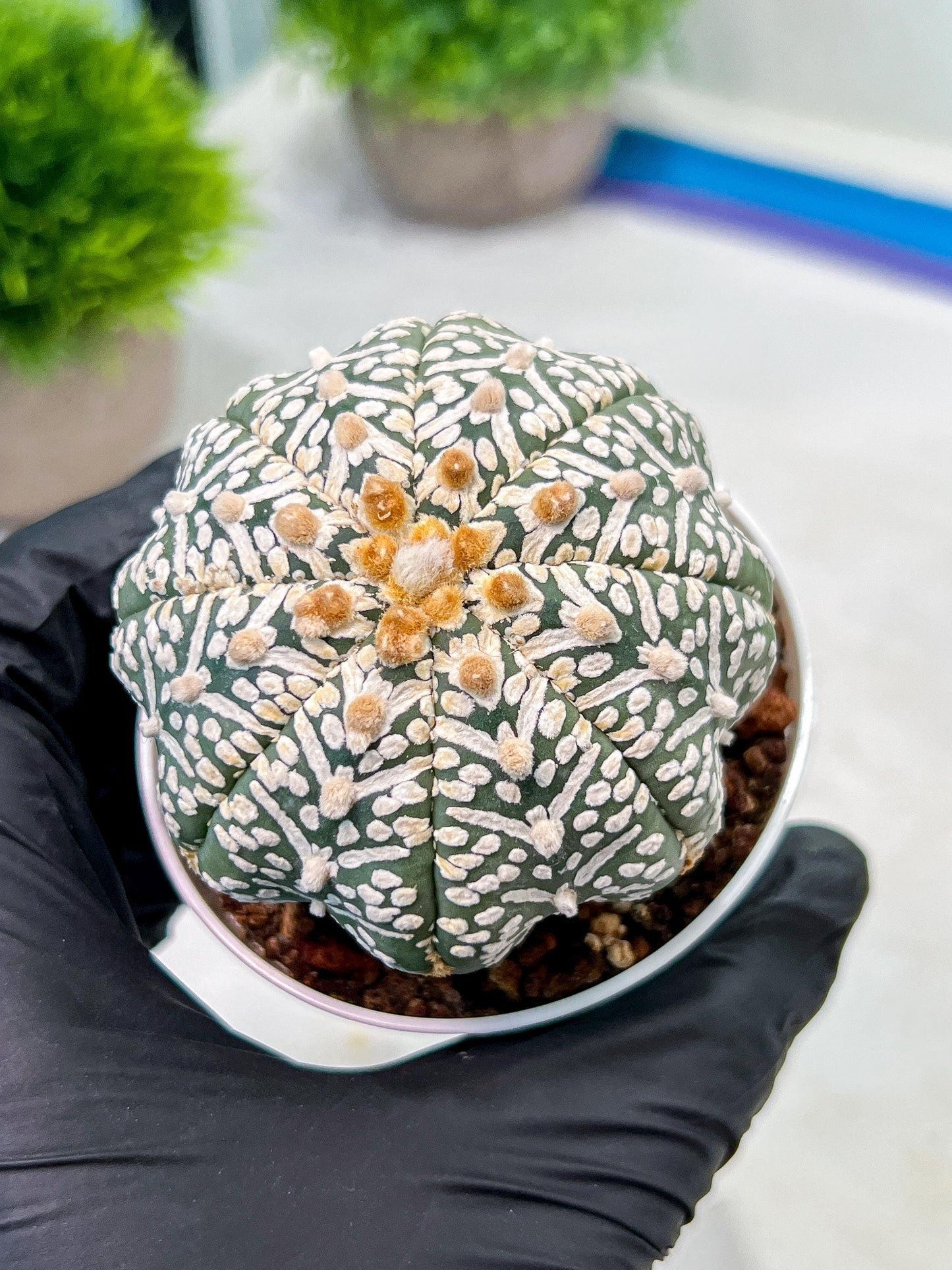Custom Order- We’ll send you the exact live plant pictured (T9) (g2) | Las Vegas Plant Shop | 3" Pot