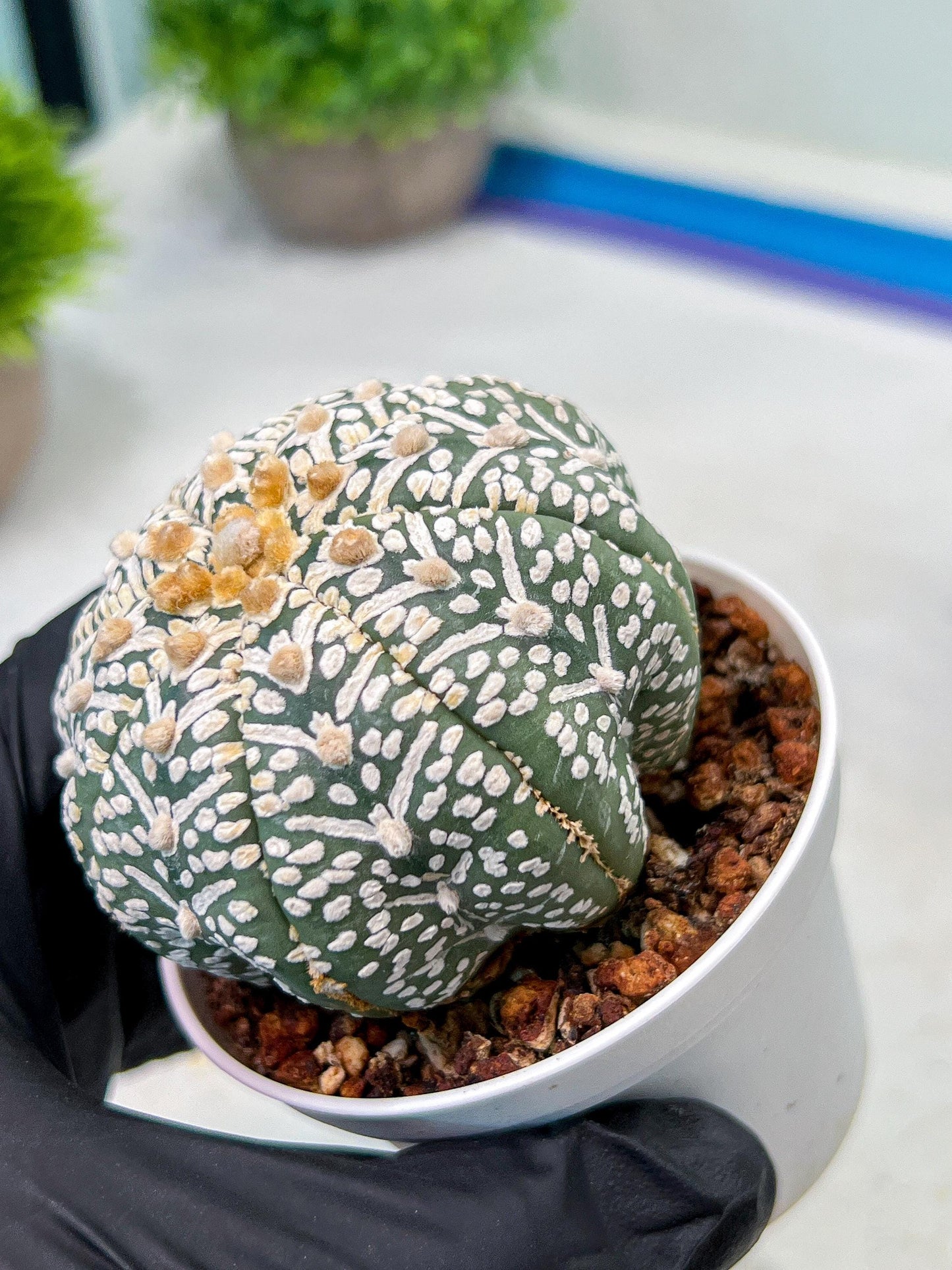 Custom Order- We’ll send you the exact live plant pictured (T9) (g2) | Las Vegas Plant Shop | 3" Pot