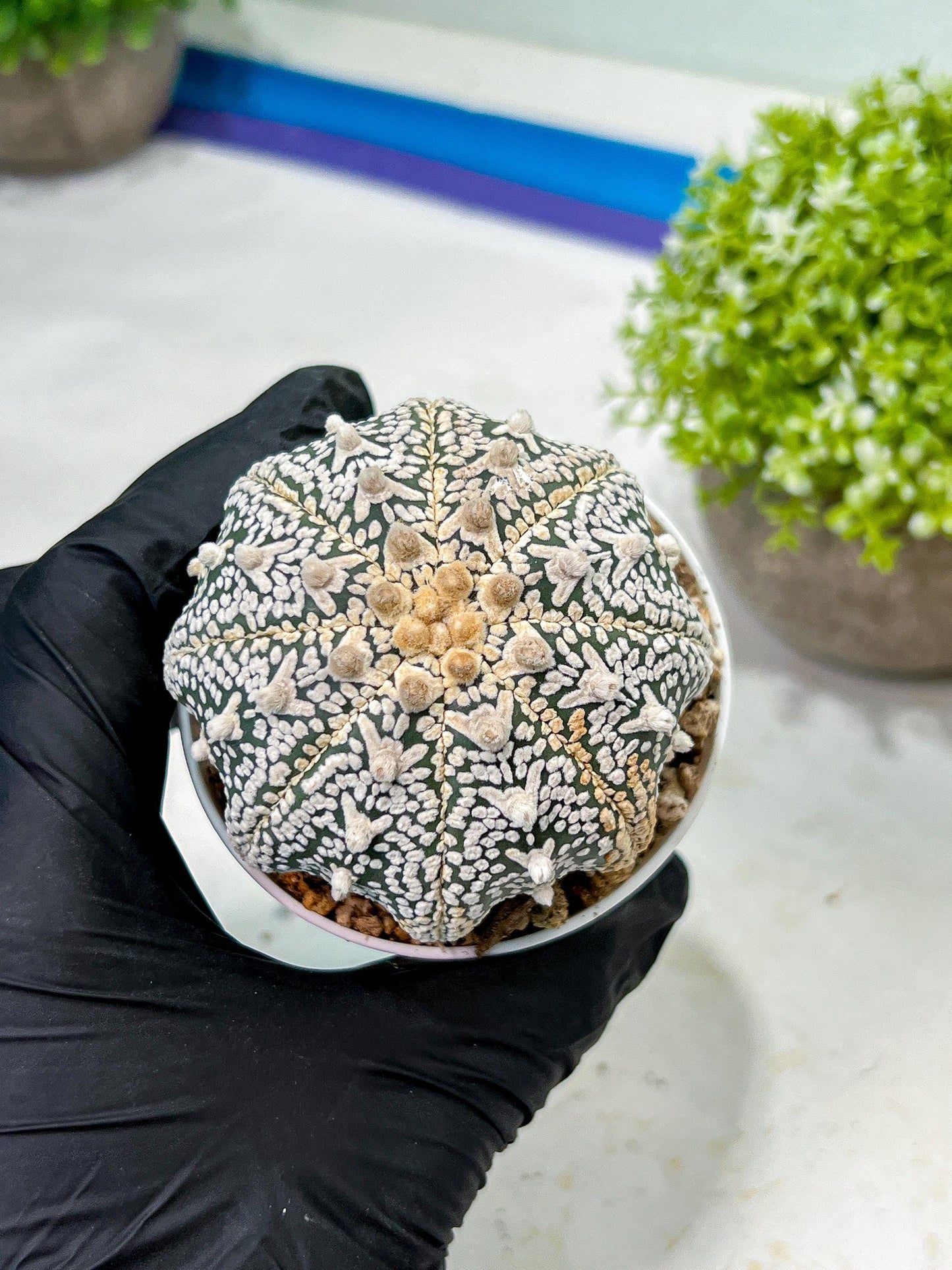 Custom Order- We’ll send you the exact live plant pictured (T9) (g3) | SHIP from USA | 3" Pot