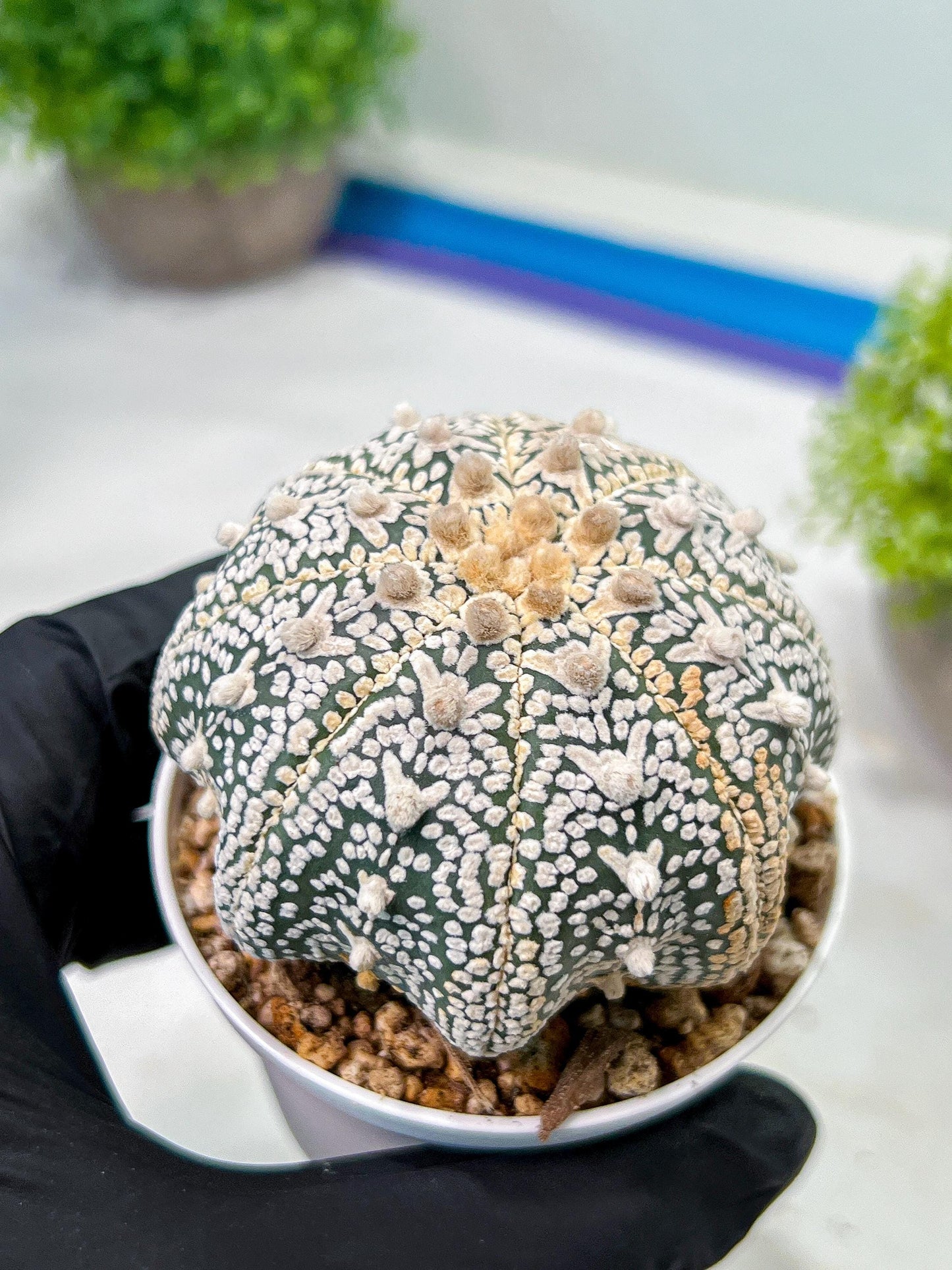 Custom Order- We’ll send you the exact live plant pictured (T9) (g3) | SHIP from USA | 3" Pot