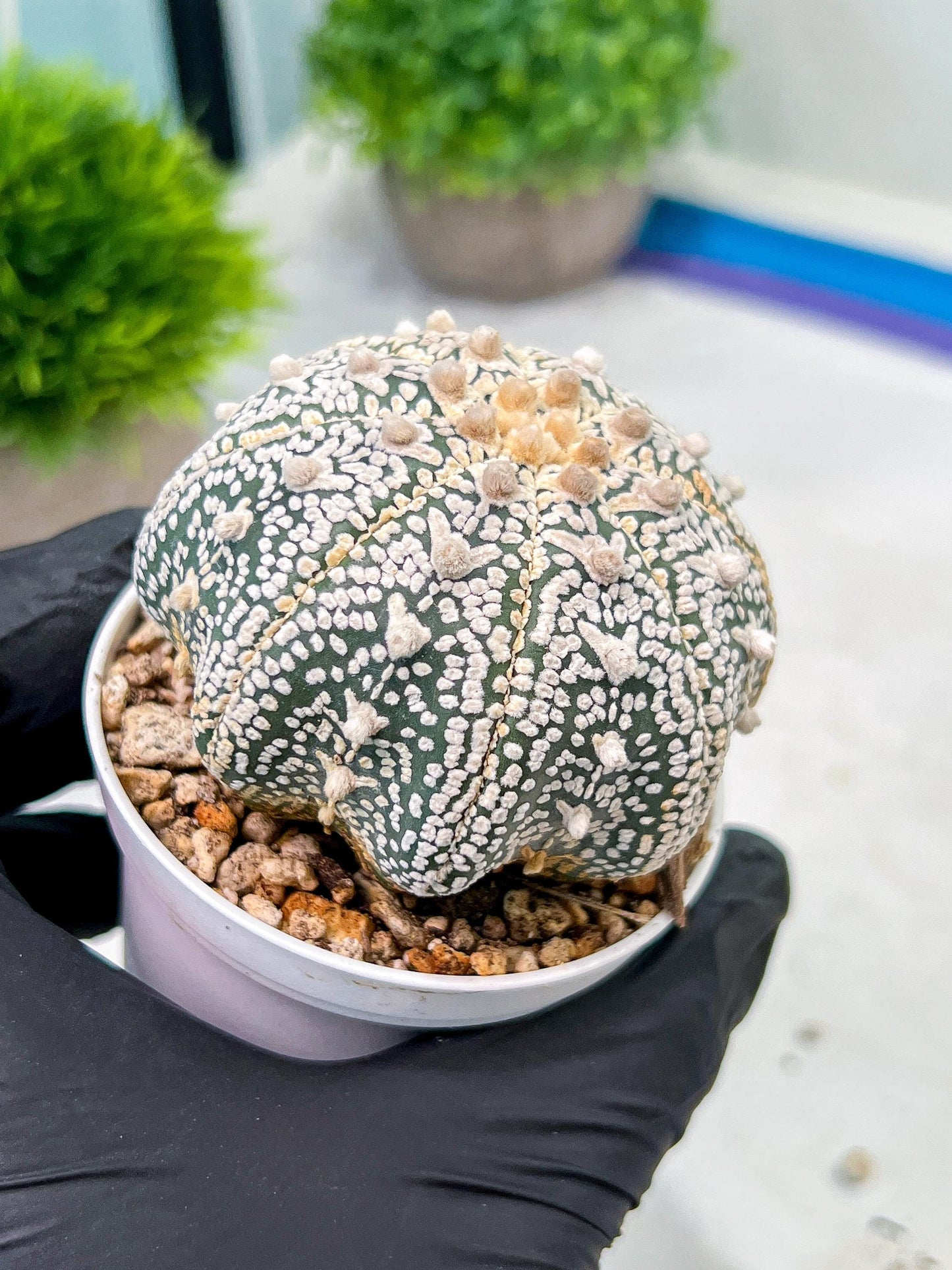 Custom Order- We’ll send you the exact live plant pictured (T9) (g3) | SHIP from USA | 3" Pot