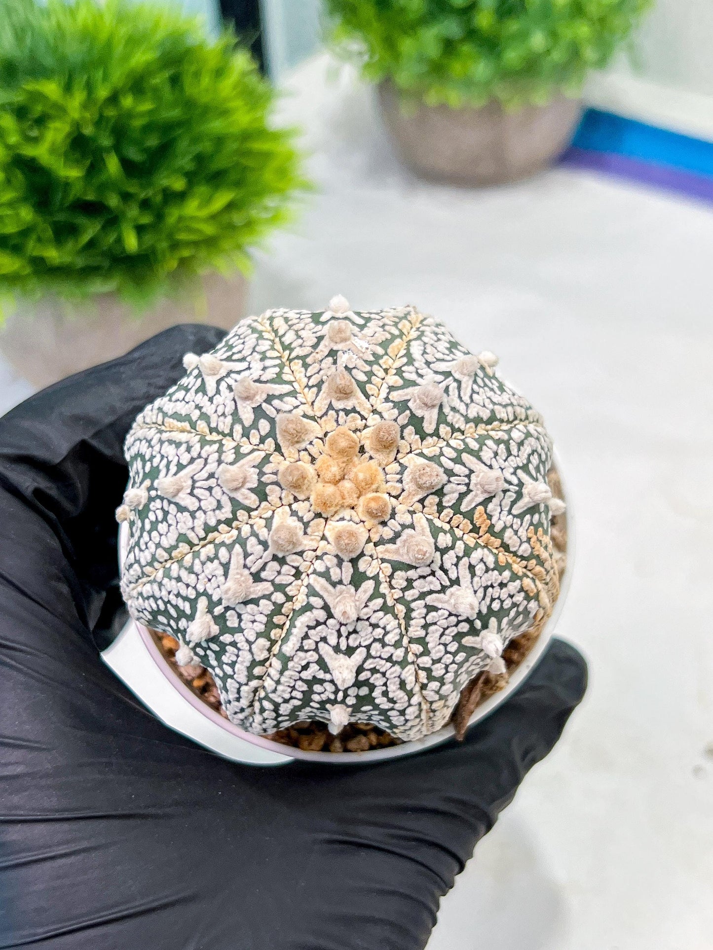Custom Order- We’ll send you the exact live plant pictured (T9) (g3) | SHIP from USA | 3" Pot