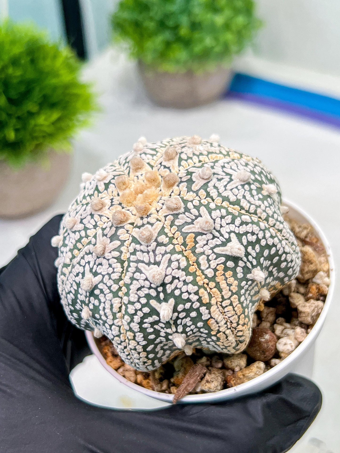Custom Order- We’ll send you the exact live plant pictured (T9) (g3) | SHIP from USA | 3" Pot