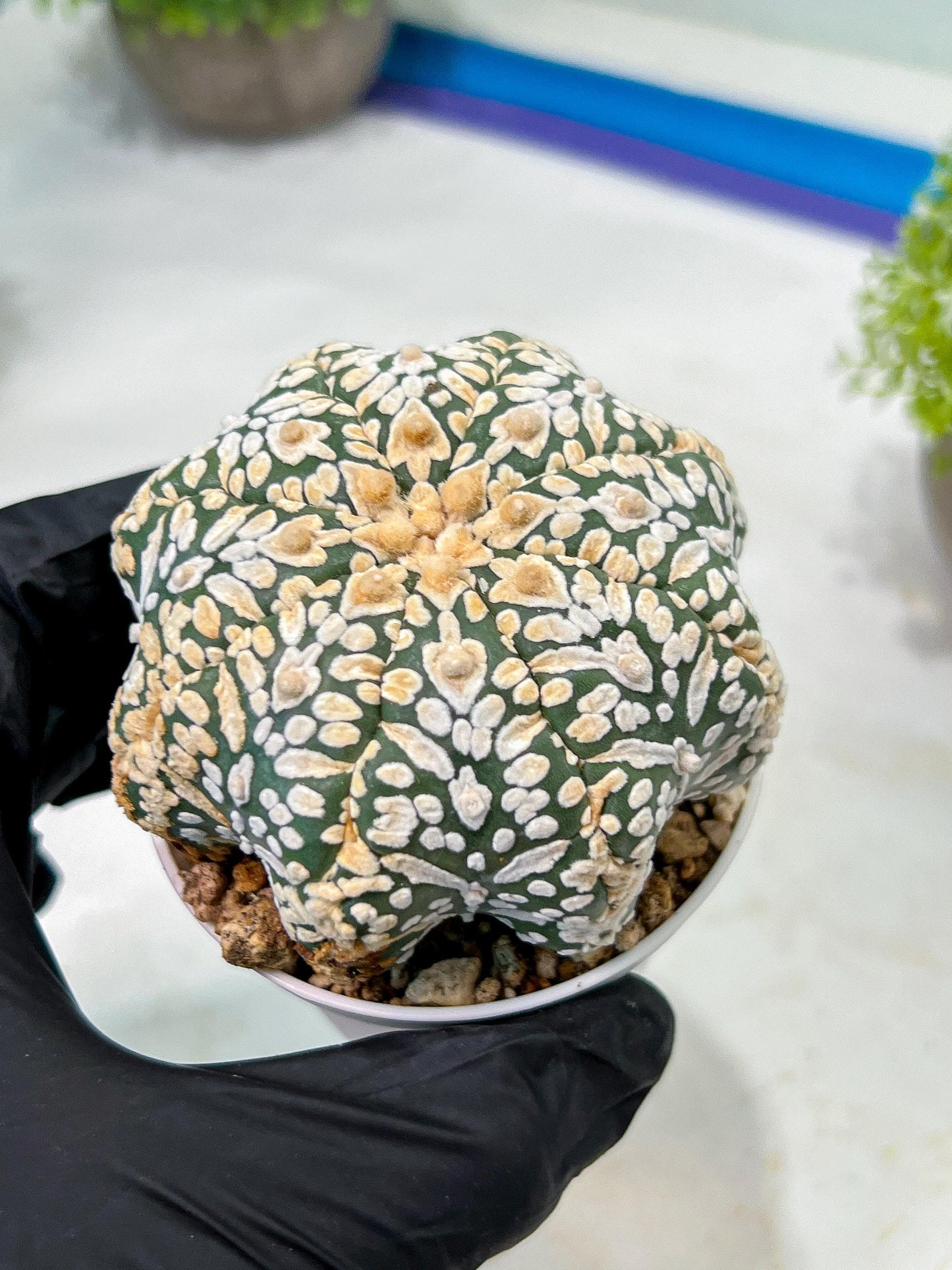 Custom Order- We’ll send you the exact live plant pictured (T9) (g4) | Las Vegas PLANT SELLER| 3" Pot