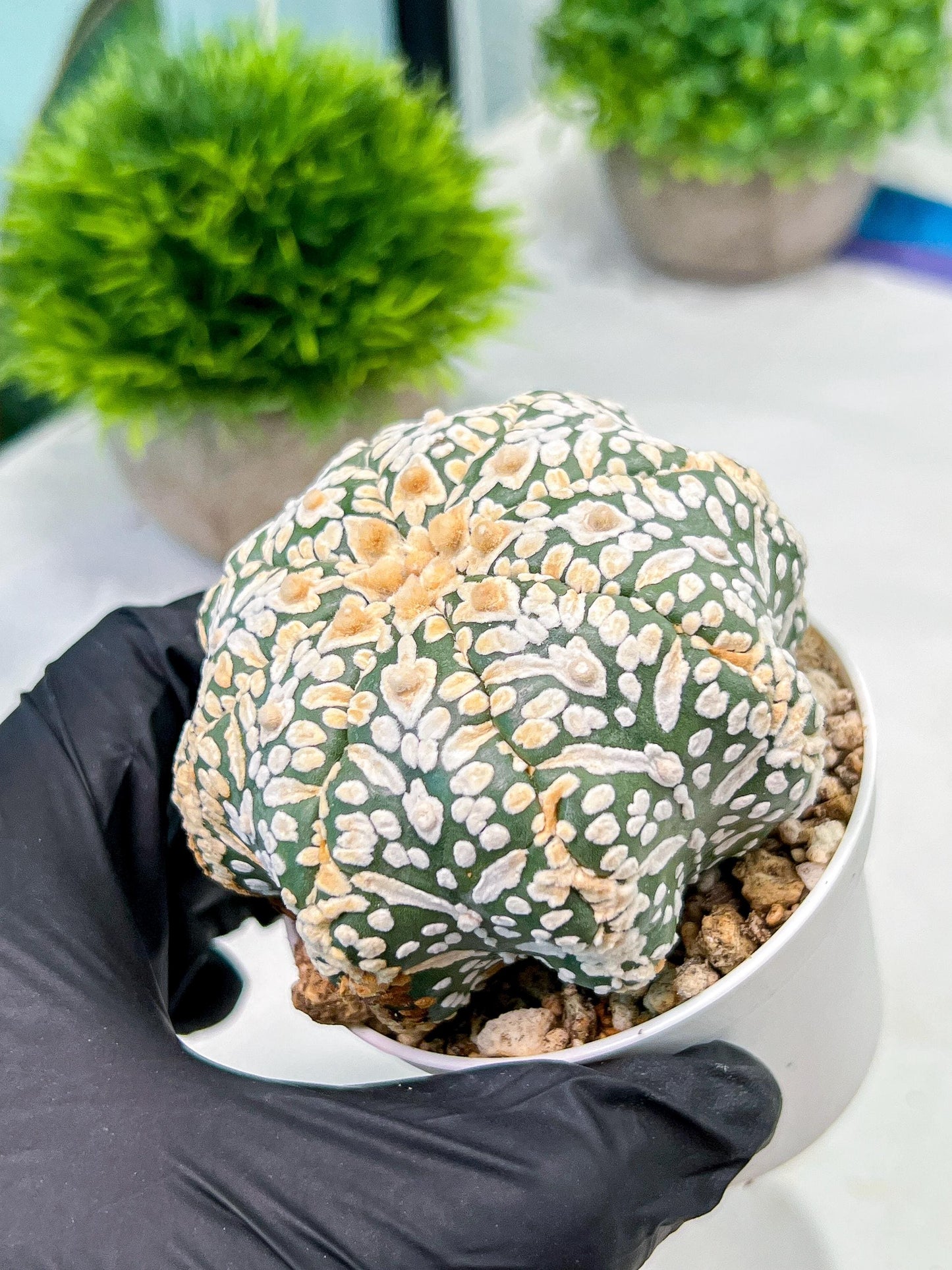 Custom Order- We’ll send you the exact live plant pictured (T9) (g4) | Las Vegas PLANT SELLER| 3" Pot