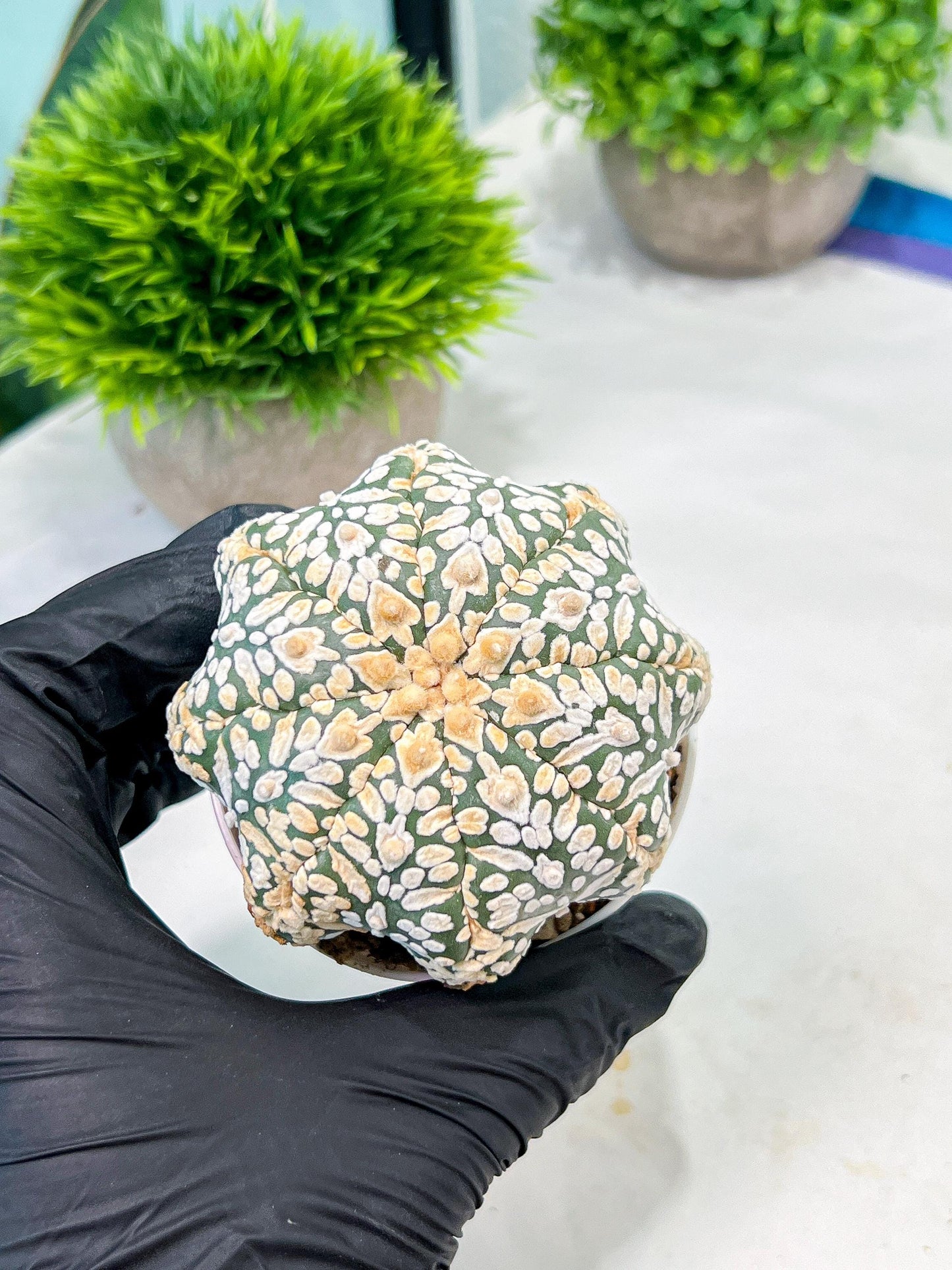 Custom Order- We’ll send you the exact live plant pictured (T9) (g4) | Las Vegas PLANT SELLER| 3" Pot