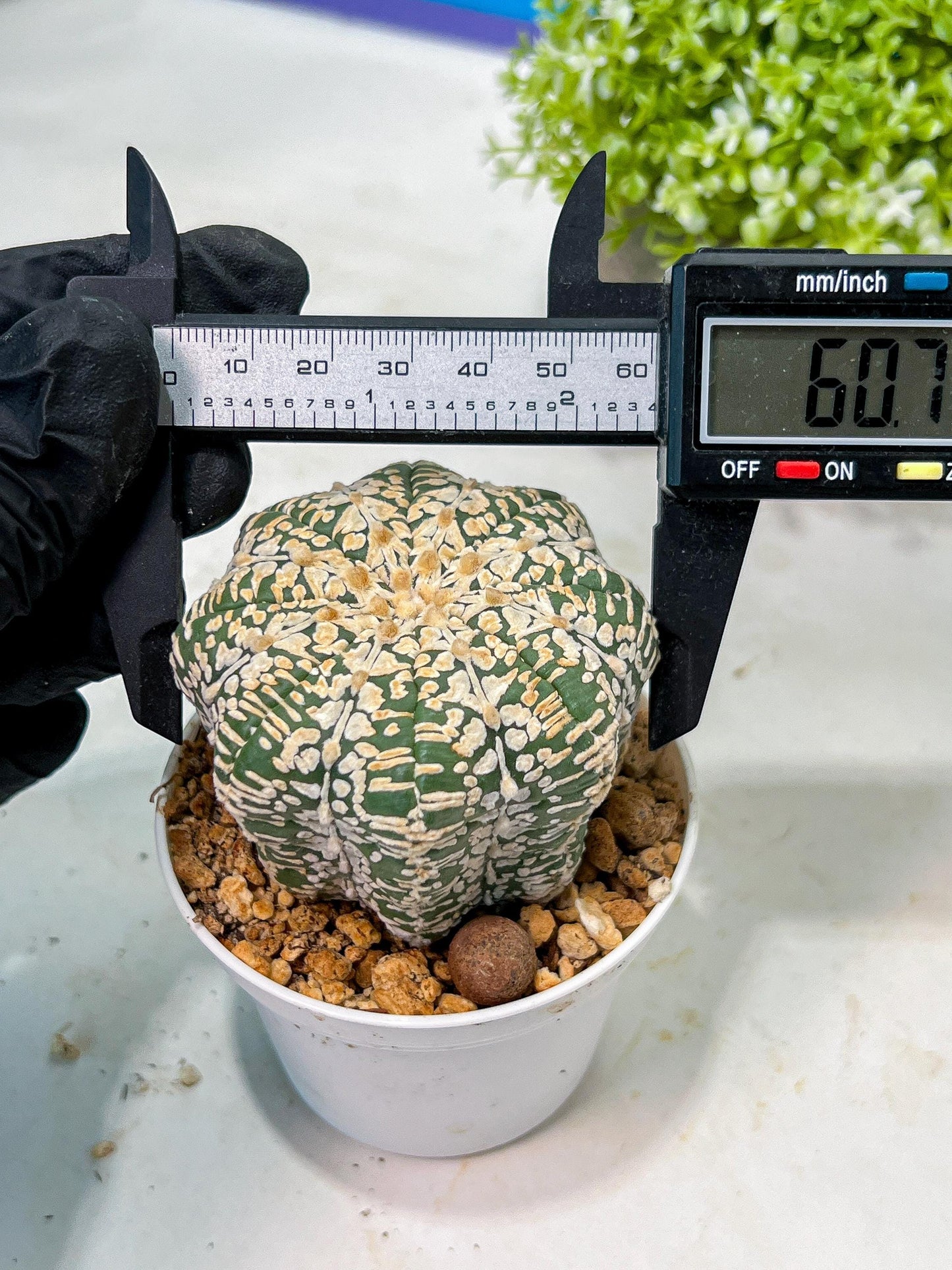 Custom Order- We’ll send you the exact live plant pictured (T9) (g5) | Las Vegas Plant Shp | 3" Pot