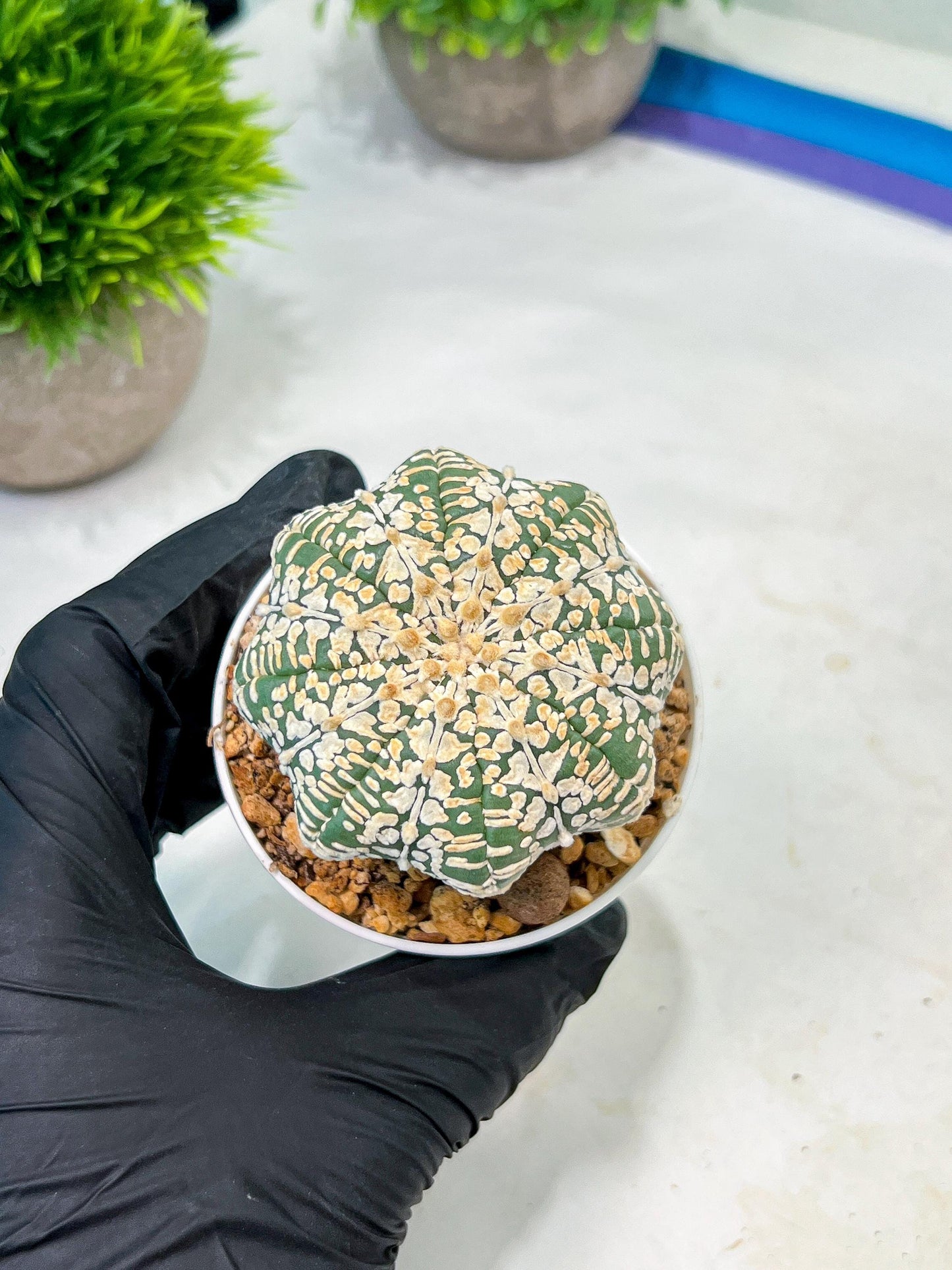 Custom Order- We’ll send you the exact live plant pictured (T9) (g5) | Las Vegas Plant Shp | 3" Pot