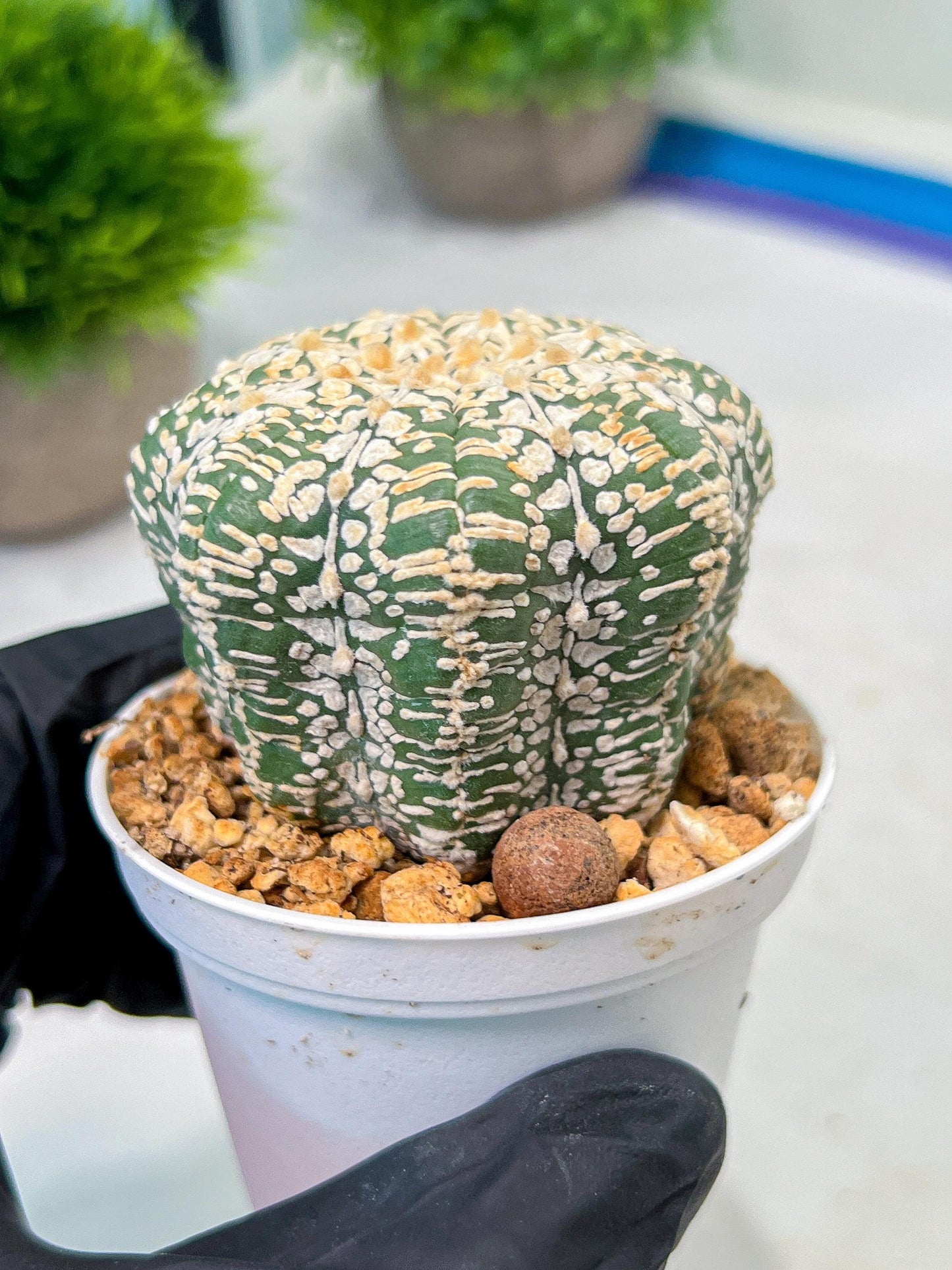 Custom Order- We’ll send you the exact live plant pictured (T9) (g5) | Las Vegas Plant Shp | 3" Pot