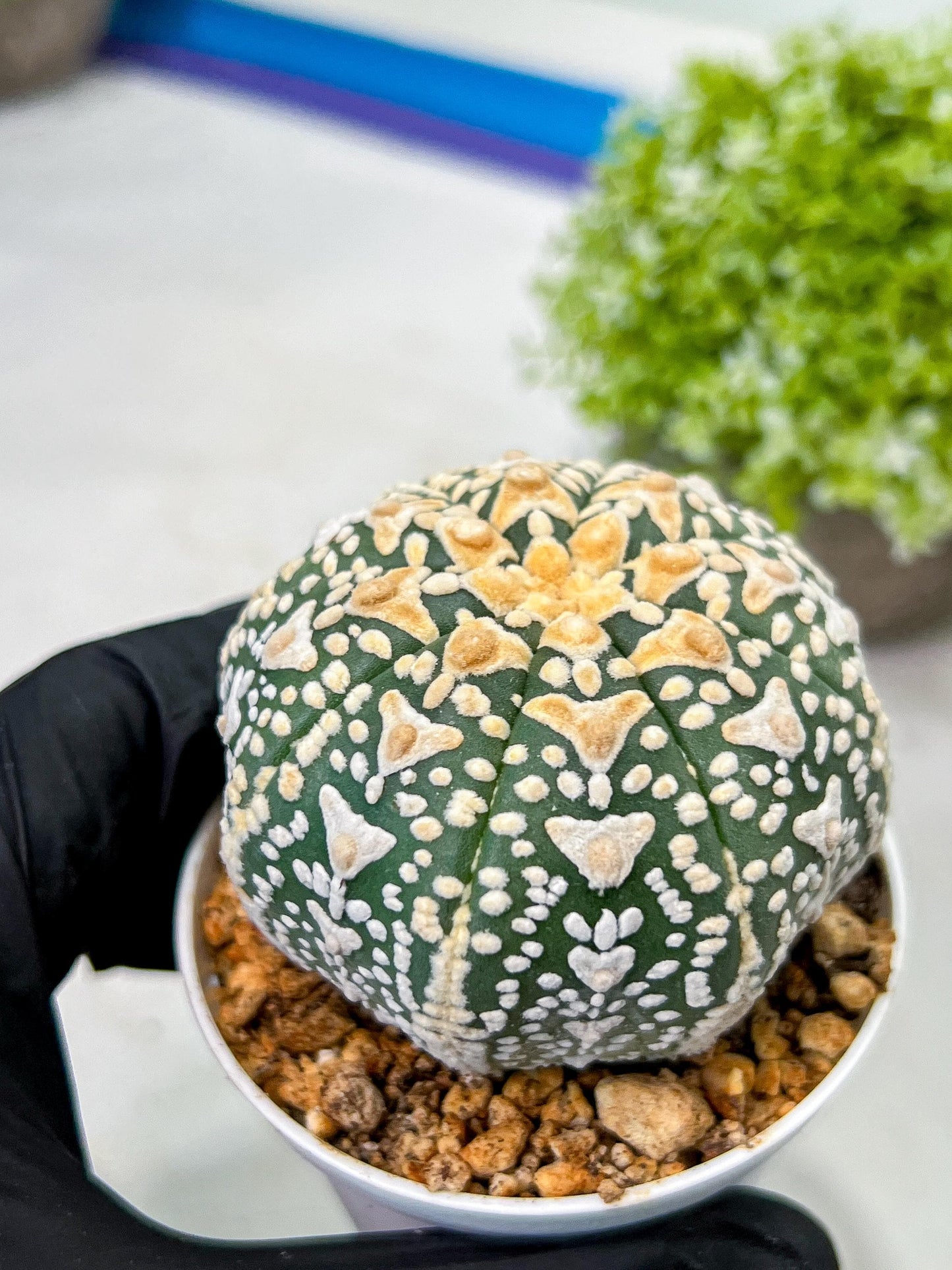Custom Order- We’ll send you the exact live plant pictured (T9) (g6) | American Plant Seller | 3" Pot