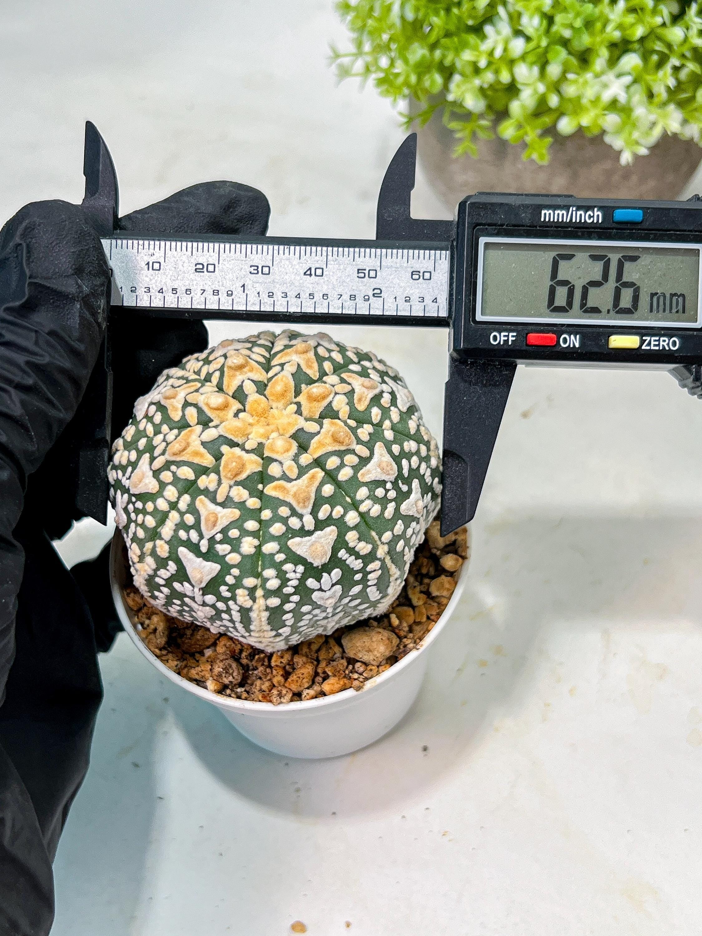 Custom Order- We’ll send you the exact live plant pictured (T9) (g6) | American Plant Seller | 3
