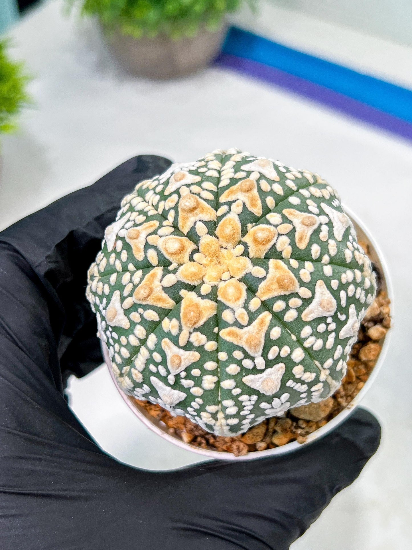 Custom Order- We’ll send you the exact live plant pictured (T9) (g6) | American Plant Seller | 3" Pot