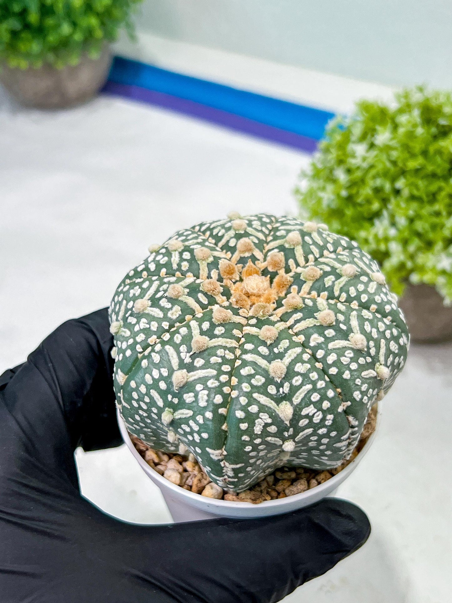 Custom Order- We’ll send you the exact live plant pictured (T9) (r1) | Imported From Japan | 3" Pot