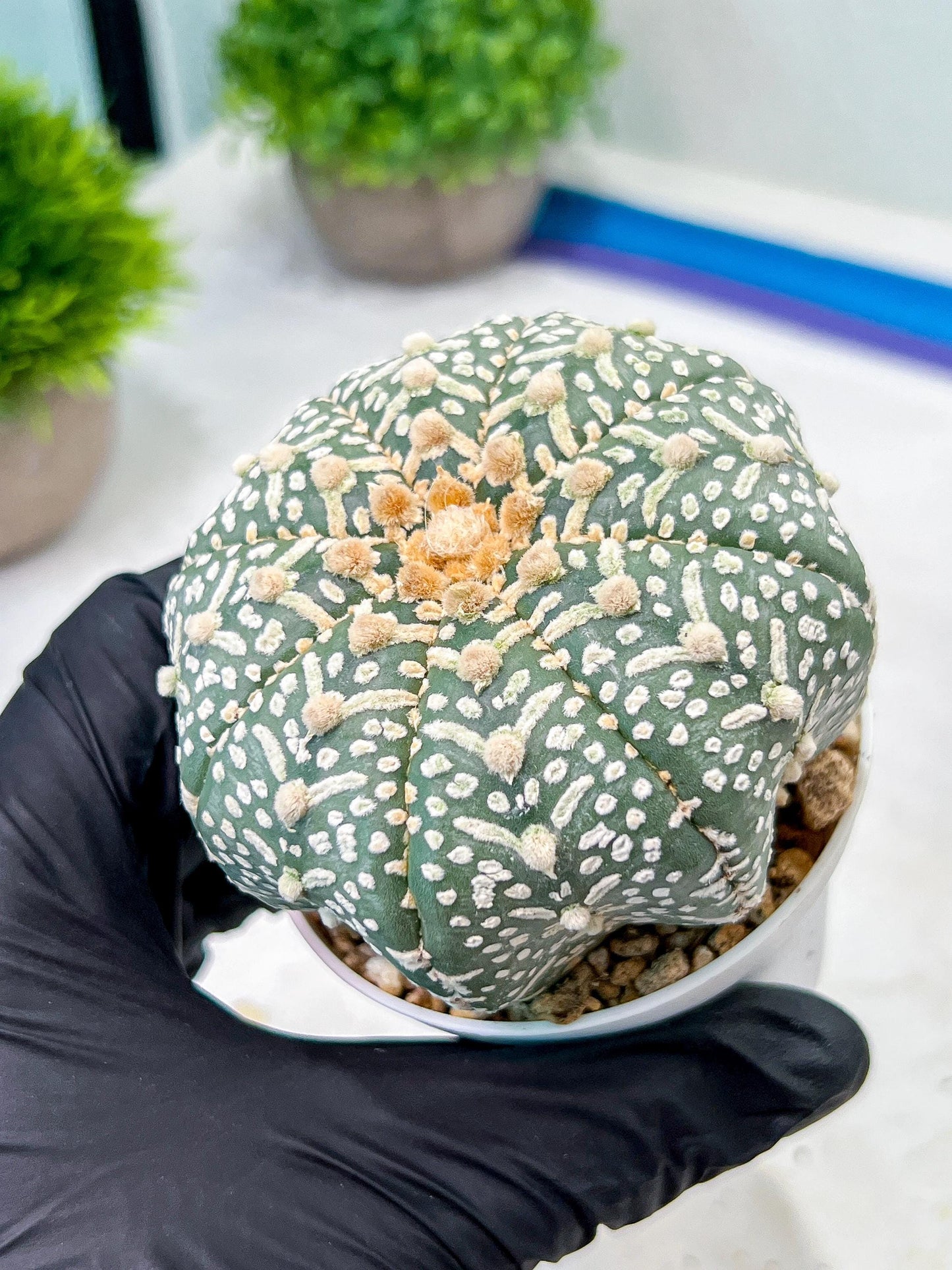 Custom Order- We’ll send you the exact live plant pictured (T9) (r1) | Imported From Japan | 3" Pot