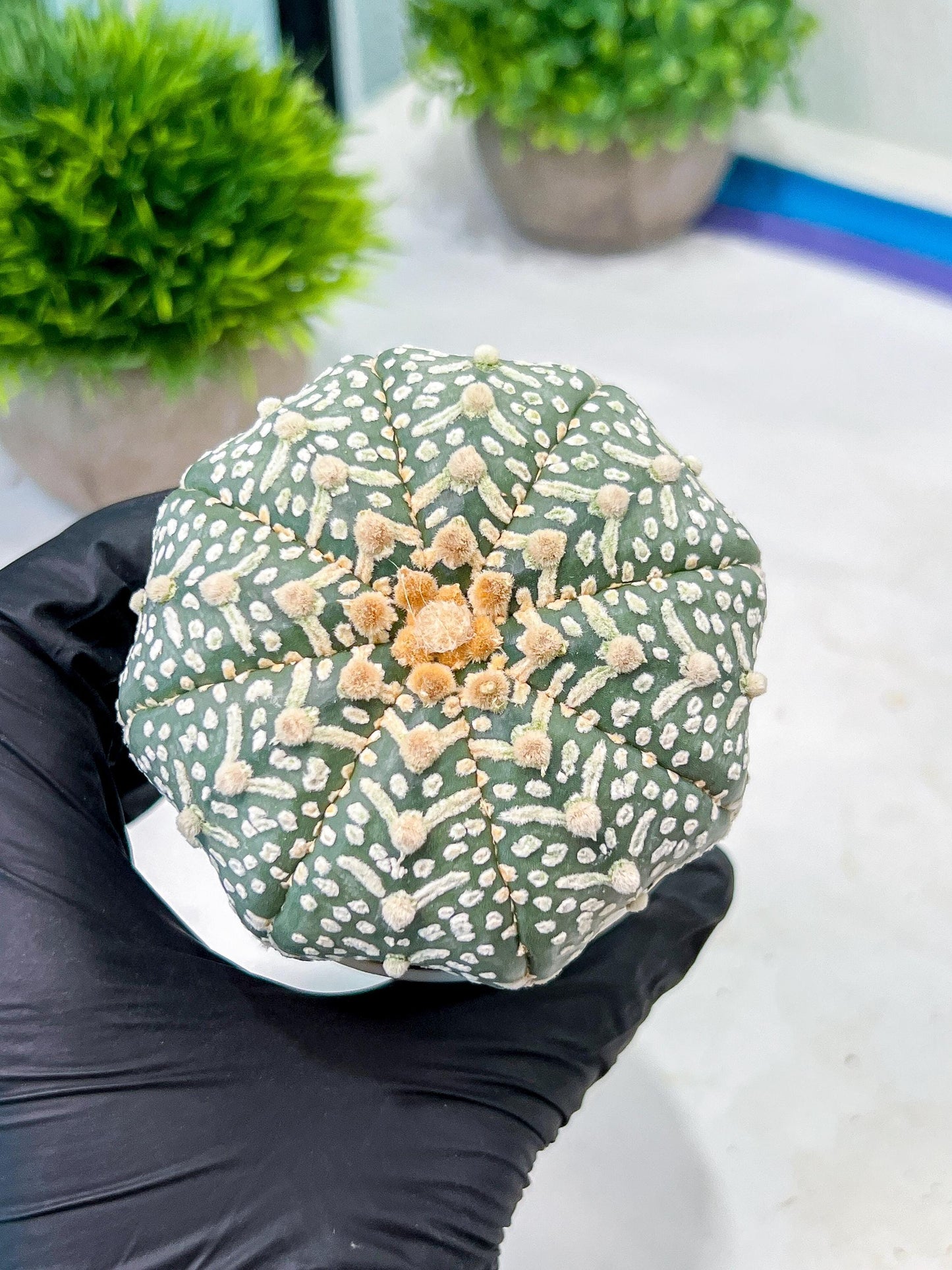 Custom Order- We’ll send you the exact live plant pictured (T9) (r1) | Imported From Japan | 3" Pot