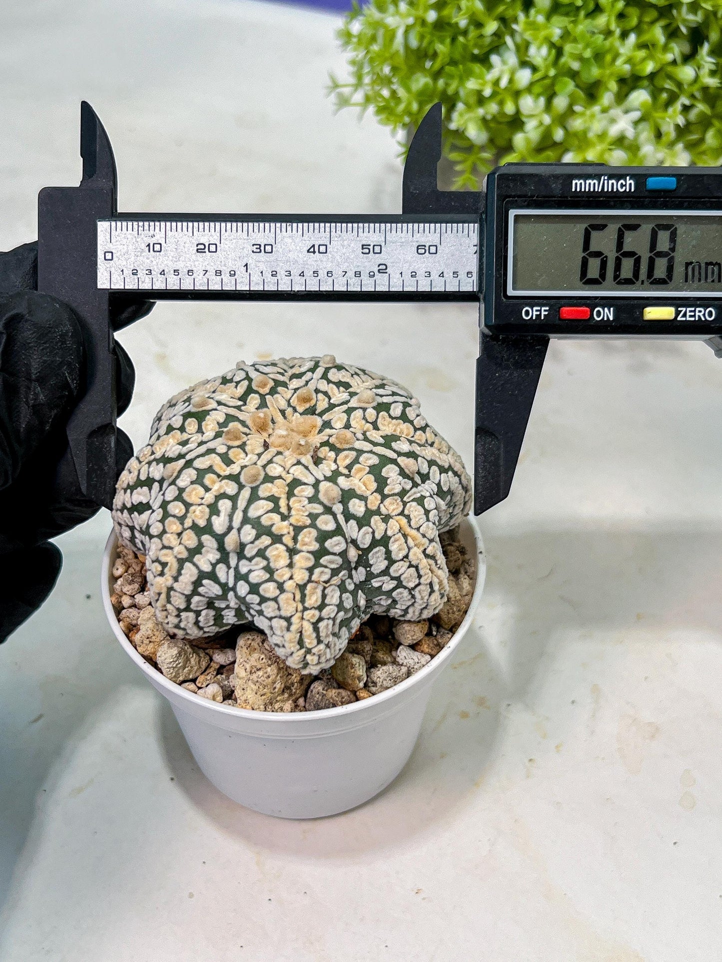 Custom Order- We’ll send you the exact live plant pictured (T9) (r2) | Las Vegas Plant Shop | 3" Pot