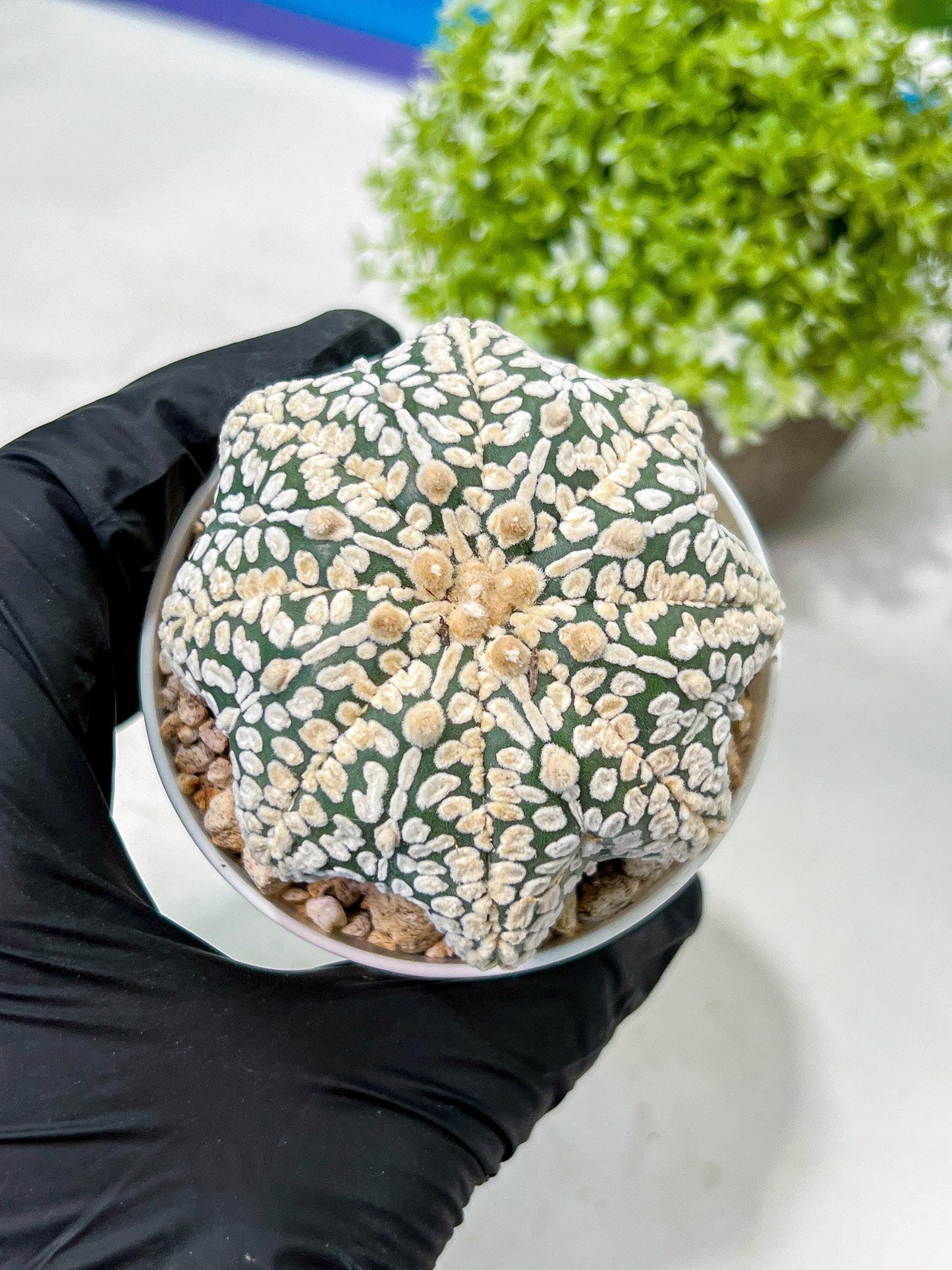 Custom Order- We’ll send you the exact live plant pictured (T9) (r2) | Las Vegas Plant Shop | 3" Pot