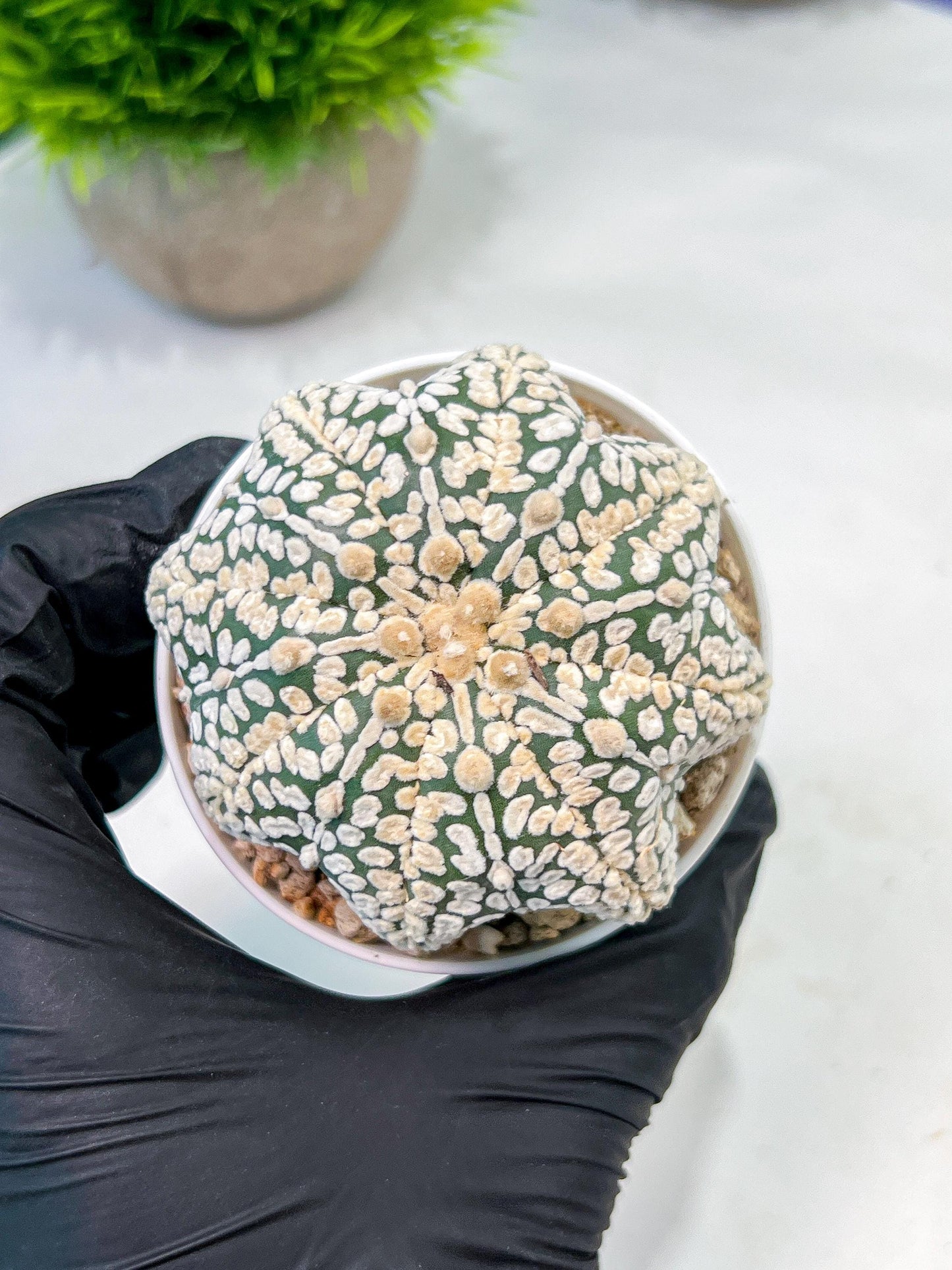Custom Order- We’ll send you the exact live plant pictured (T9) (r2) | Las Vegas Plant Shop | 3" Pot