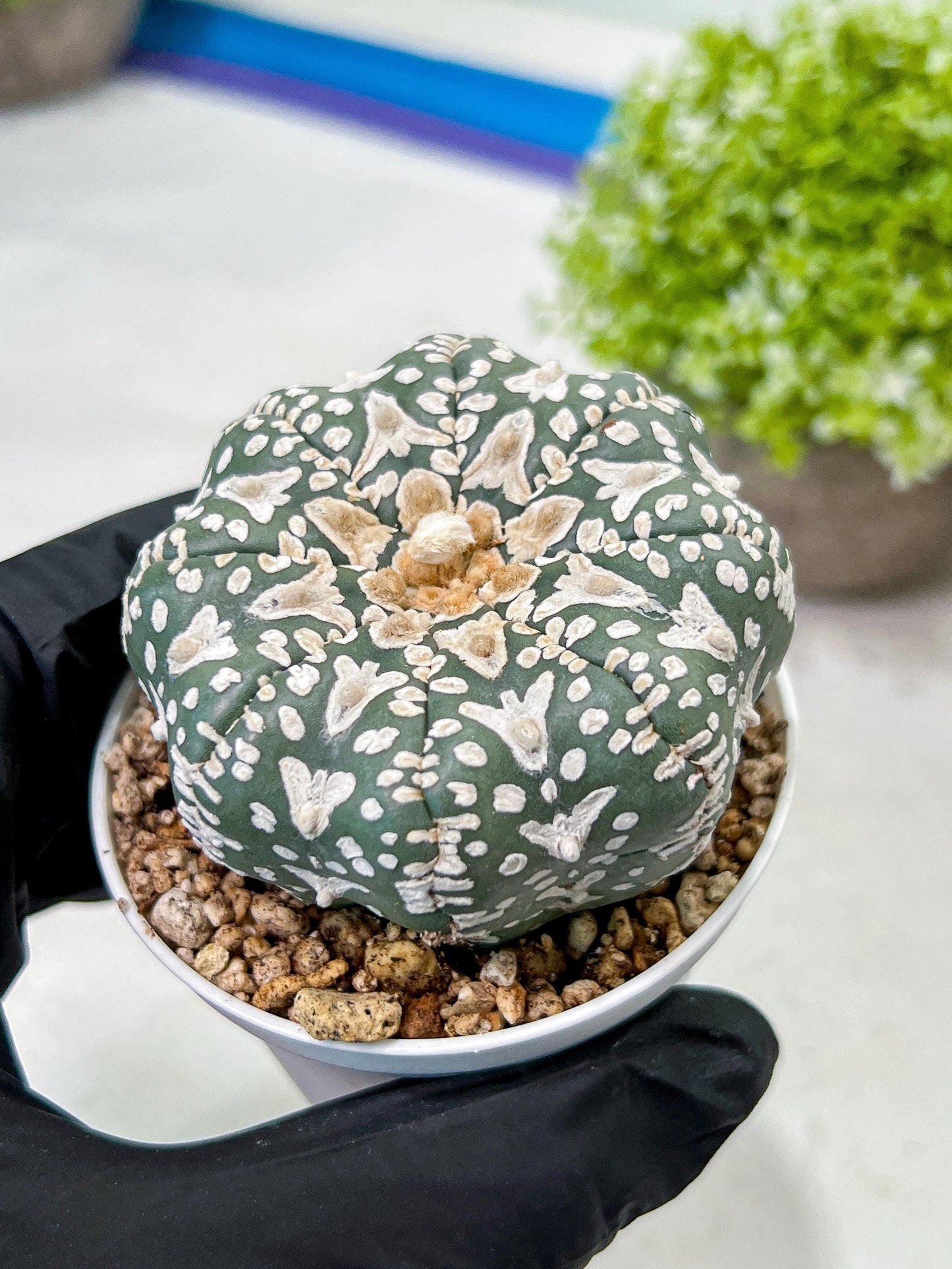 Custom Order- We’ll send you the exact live plant pictured (T9) (r3) | SHIP from USA | 3" Pot