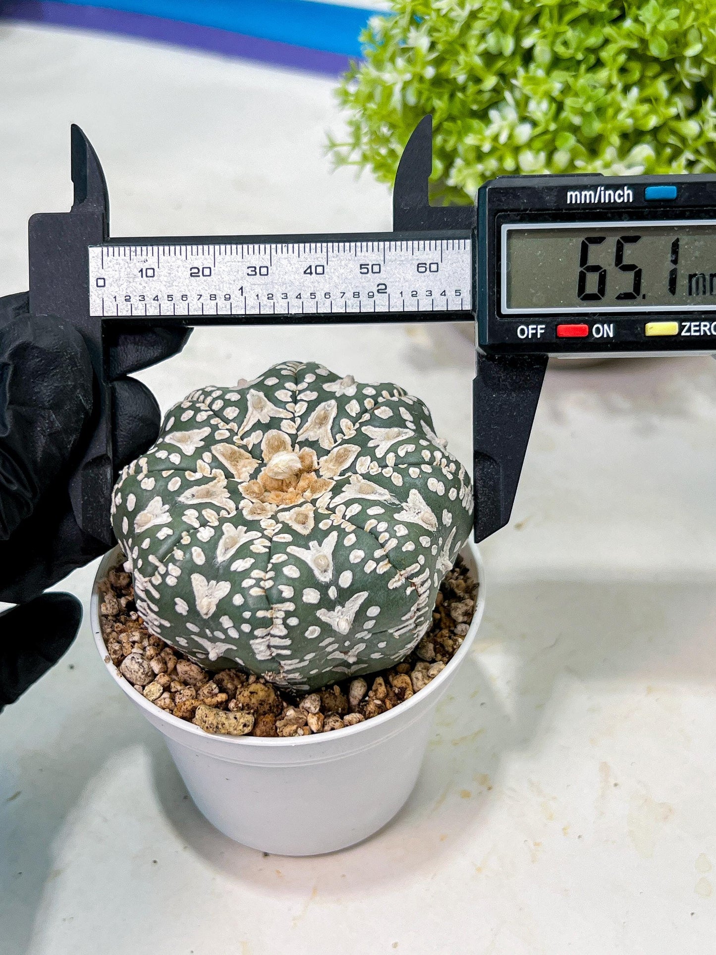 Custom Order- We’ll send you the exact live plant pictured (T9) (r3) | SHIP from USA | 3" Pot