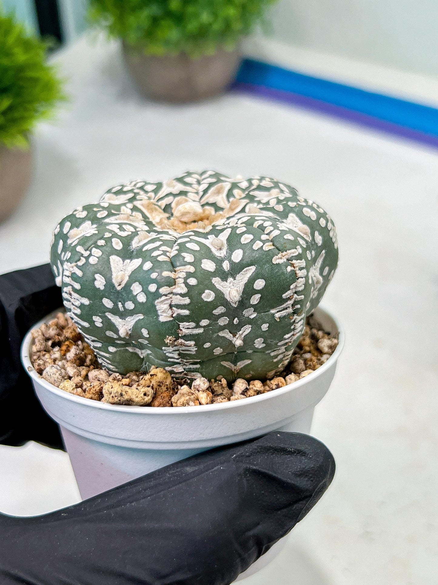 Custom Order- We’ll send you the exact live plant pictured (T9) (r3) | SHIP from USA | 3" Pot