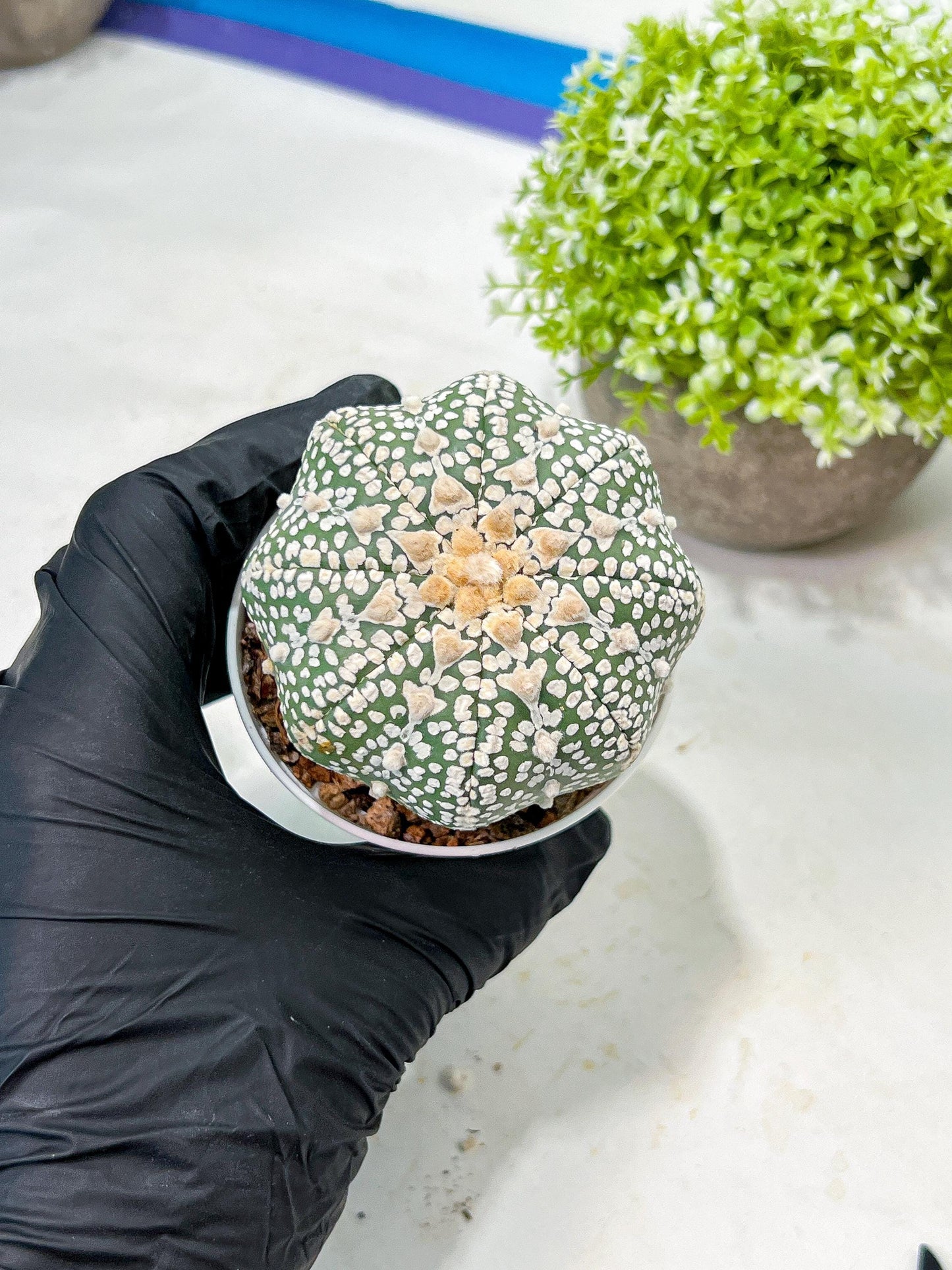 Custom Order- We’ll send you the exact live plant pictured (T9) (r4) | Las Vegas PLANT SELLER| 3" Pot