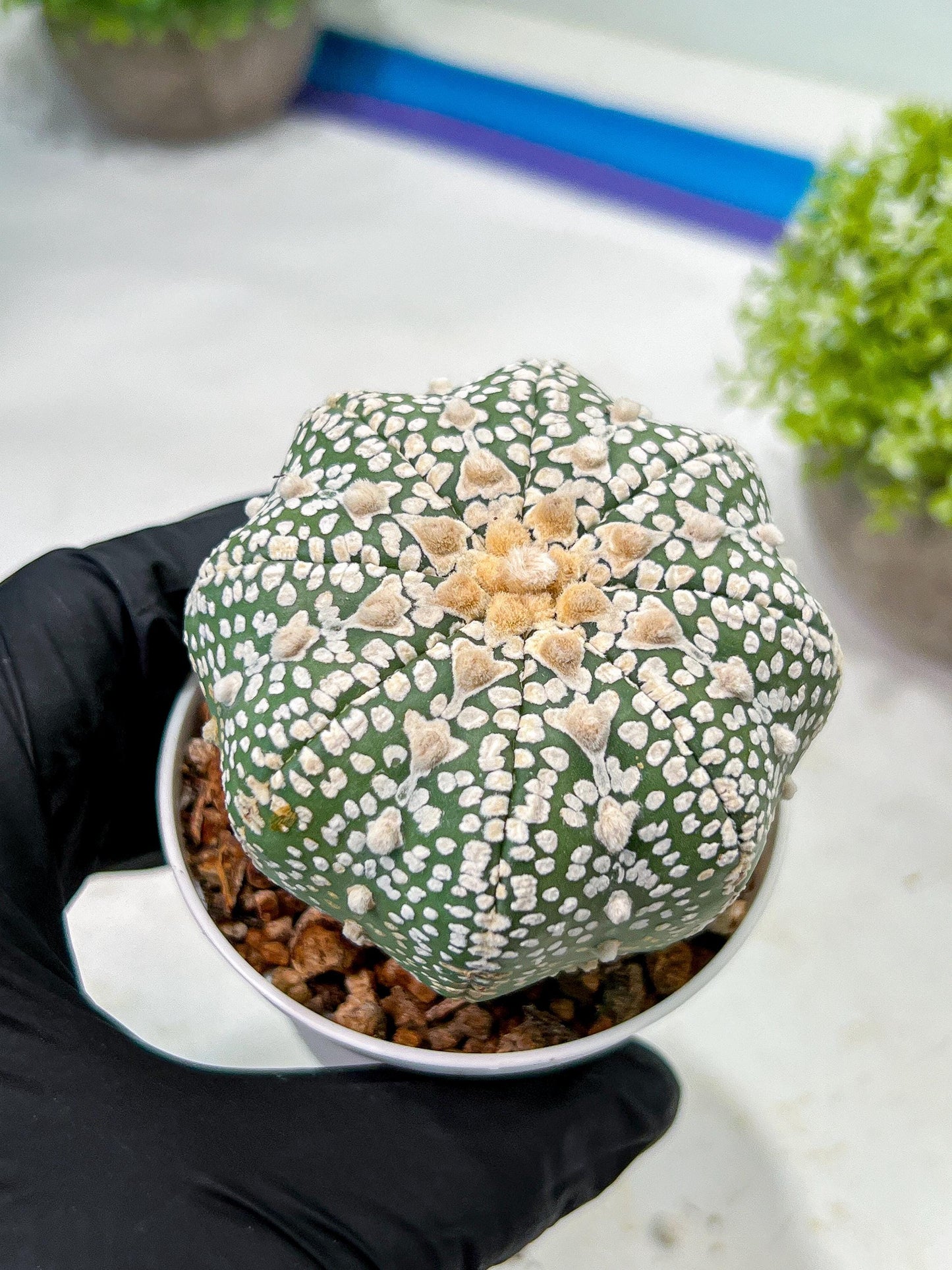 Custom Order- We’ll send you the exact live plant pictured (T9) (r4) | Las Vegas PLANT SELLER| 3" Pot