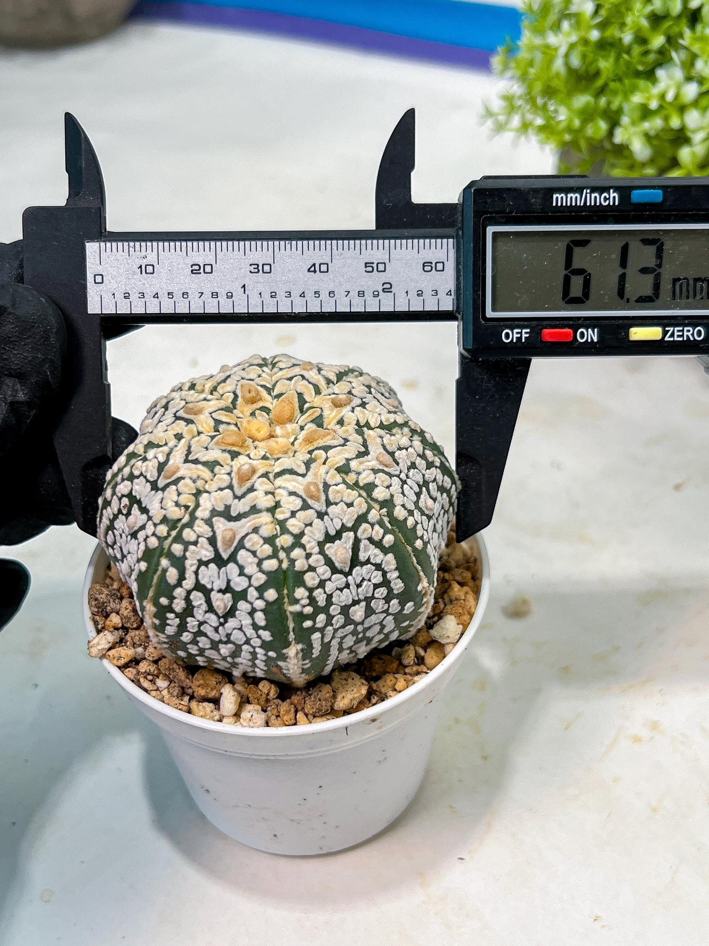 Custom Order- We’ll send you the exact live plant pictured (T9) (r5) | Las Vegas Plant Shp | 3" Pot