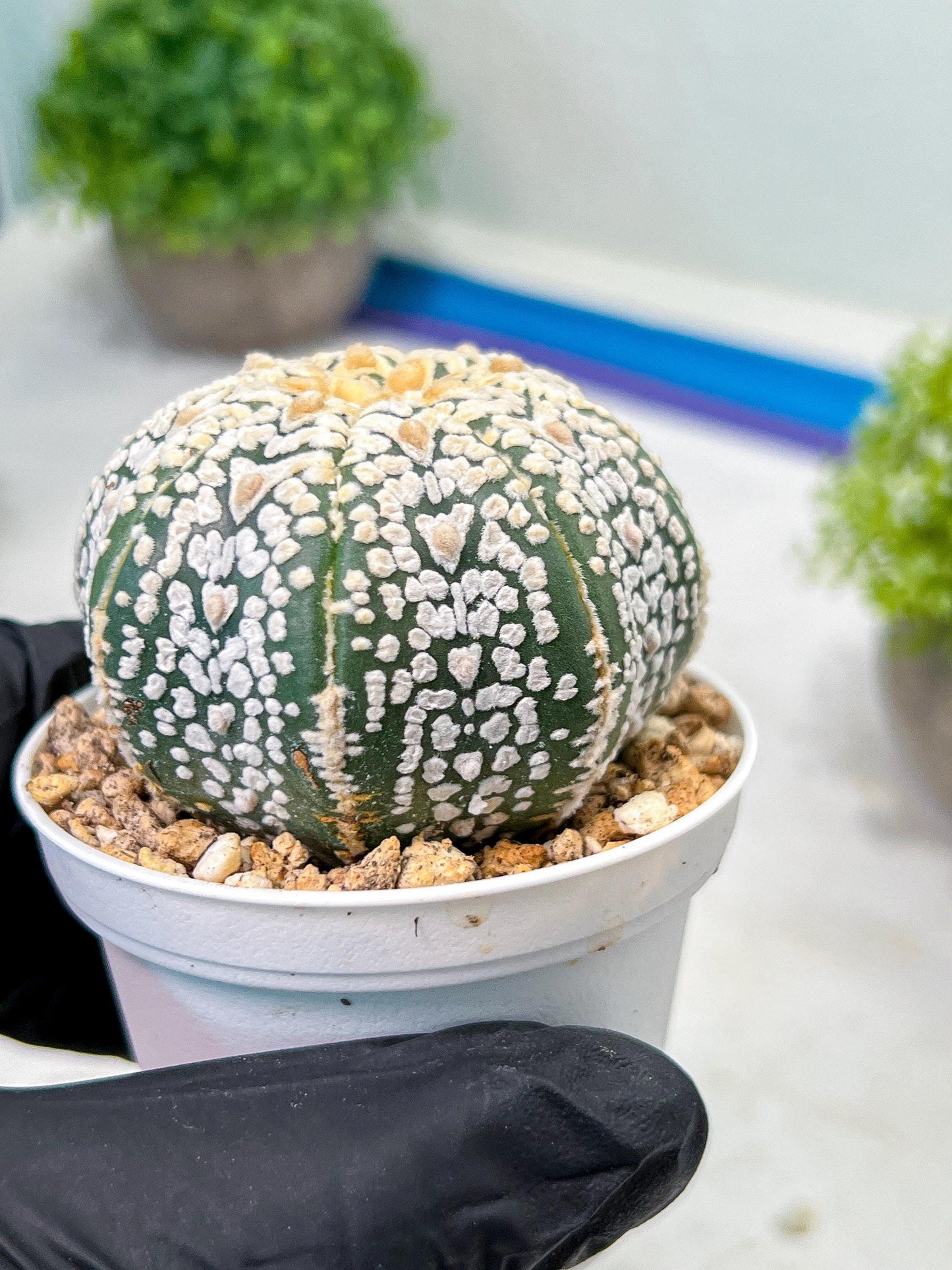 Custom Order- We’ll send you the exact live plant pictured (T9) (r5) | Las Vegas Plant Shp | 3" Pot