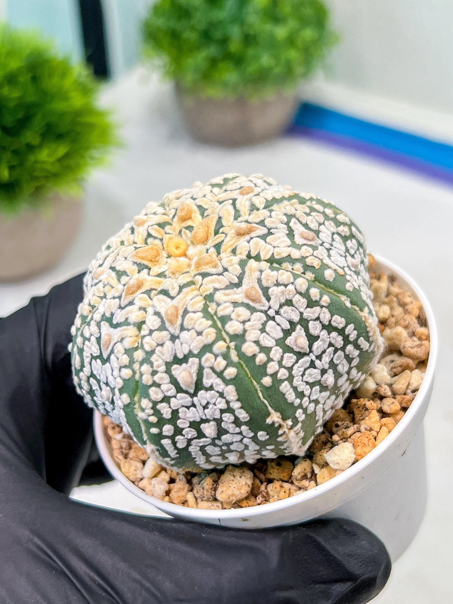 Custom Order- We’ll send you the exact live plant pictured (T9) (r5) | Las Vegas Plant Shp | 3" Pot