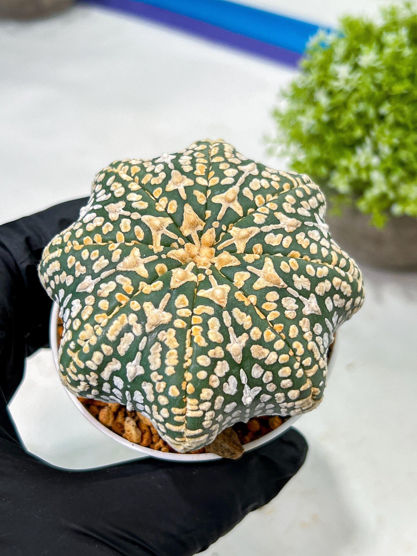 Custom Order- We’ll send you the exact live plant pictured (T9) (p1) | Imported From Japan | 3" Pot