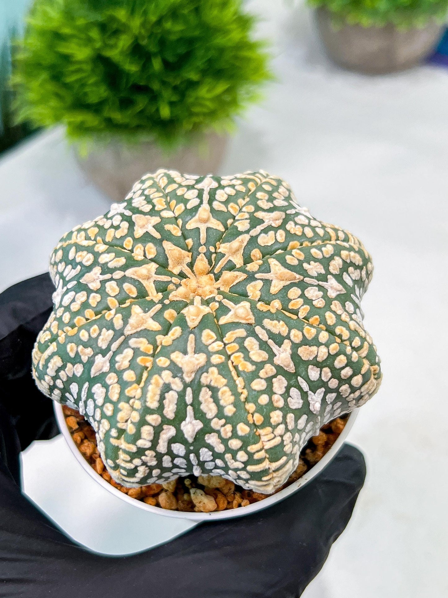 Custom Order- We’ll send you the exact live plant pictured (T9) (p1) | Imported From Japan | 3" Pot