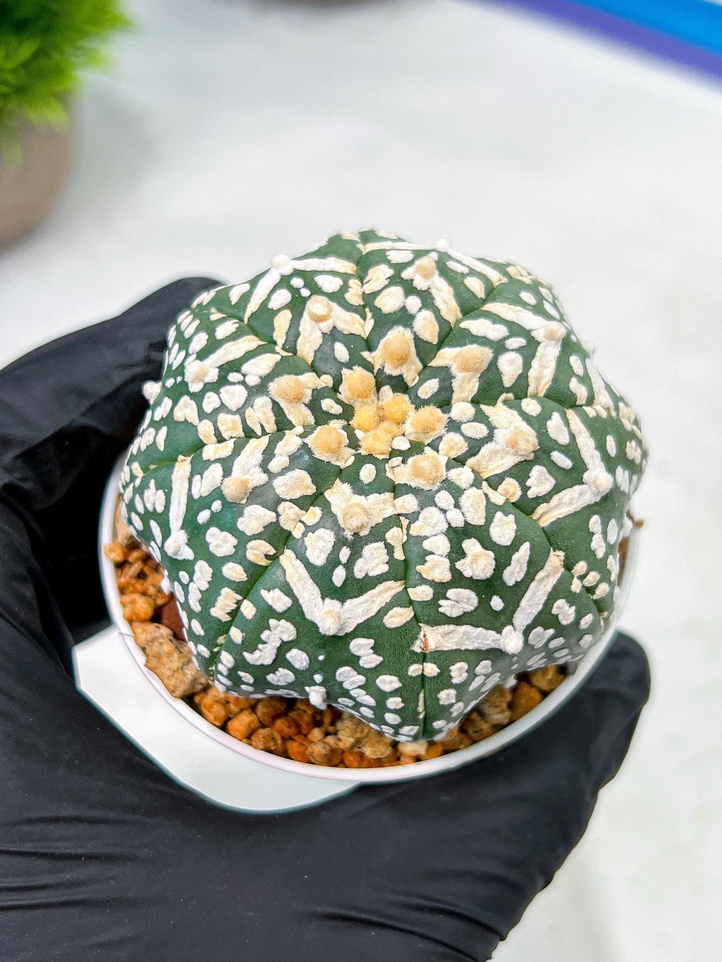 Custom Order- We’ll send you the exact live plant pictured (T9) (p2) | Las Vegas Plant Shop | 3" Pot