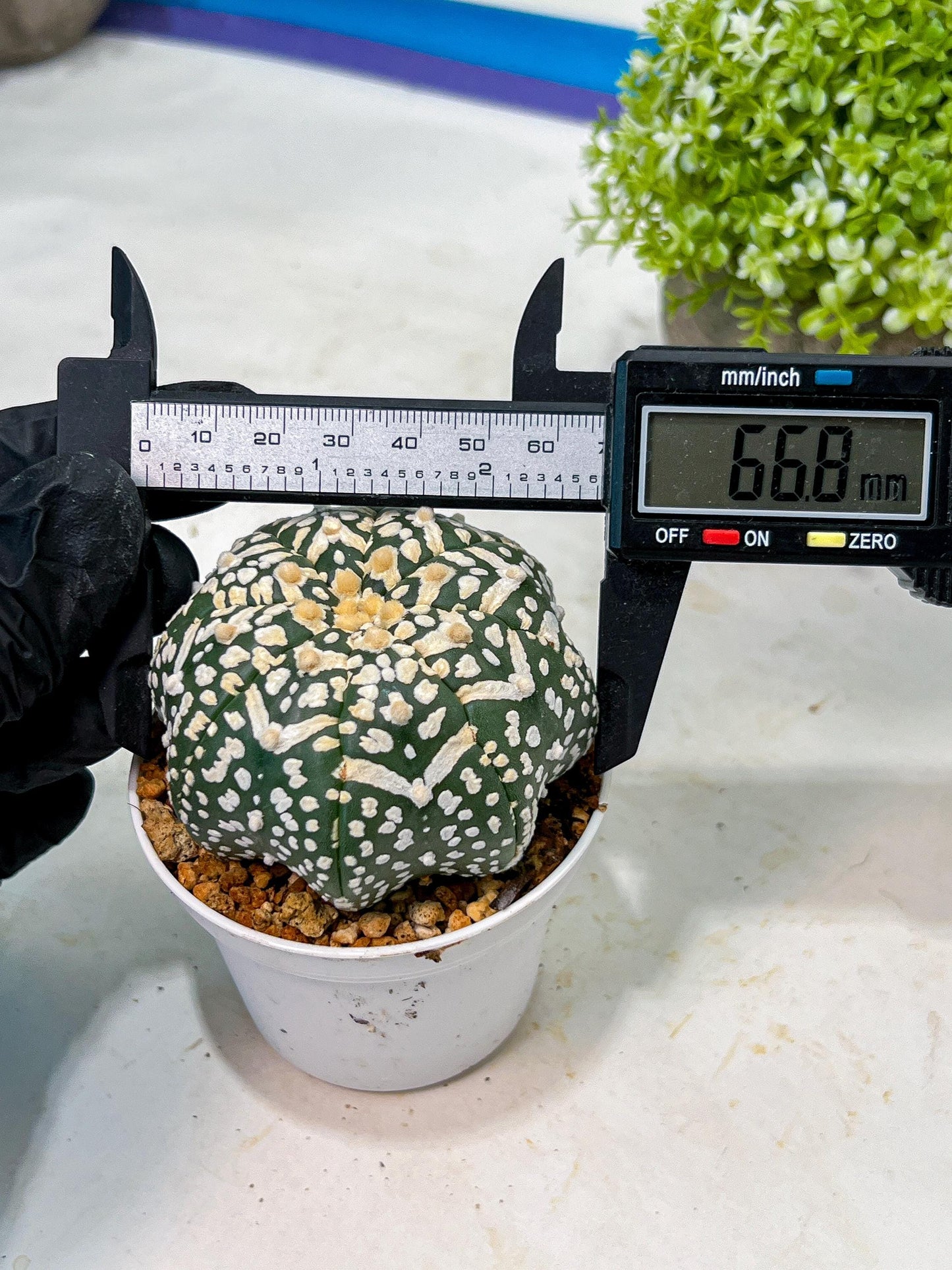 Custom Order- We’ll send you the exact live plant pictured (T9) (p2) | Las Vegas Plant Shop | 3" Pot