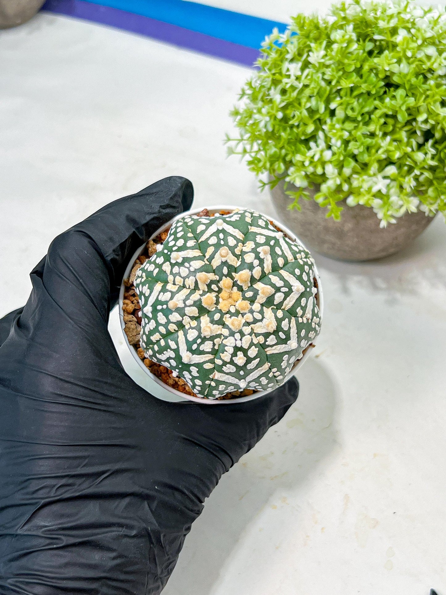 Custom Order- We’ll send you the exact live plant pictured (T9) (p2) | Las Vegas Plant Shop | 3" Pot