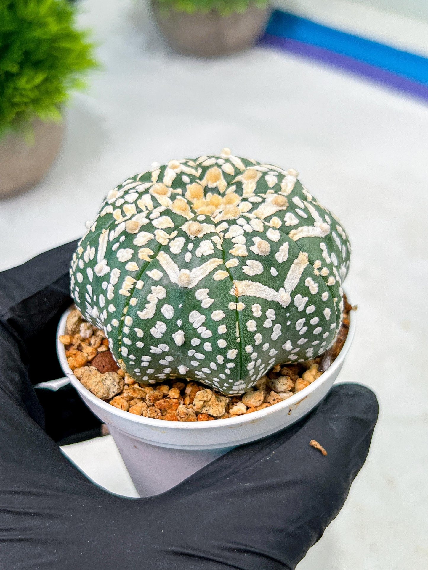 Custom Order- We’ll send you the exact live plant pictured (T9) (p2) | Las Vegas Plant Shop | 3" Pot