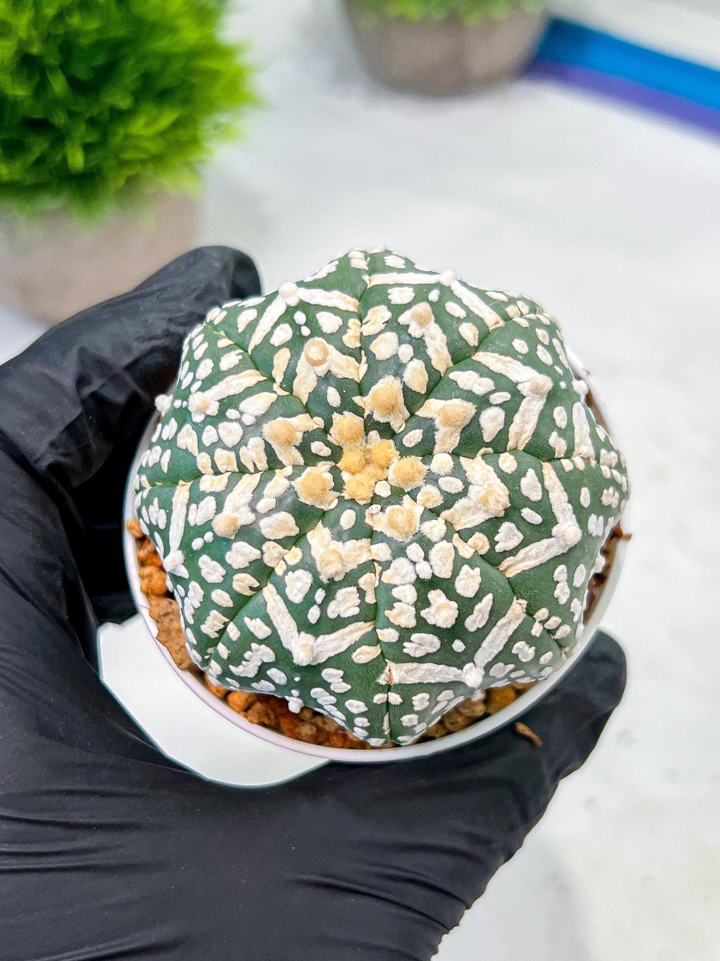 Custom Order- We’ll send you the exact live plant pictured (T9) (p2) | Las Vegas Plant Shop | 3" Pot