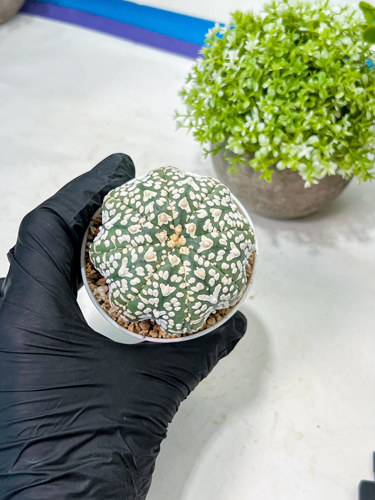 Custom Order- We’ll send you the exact live plant pictured (T9) (p3) | SHIP from USA | 3" Pot