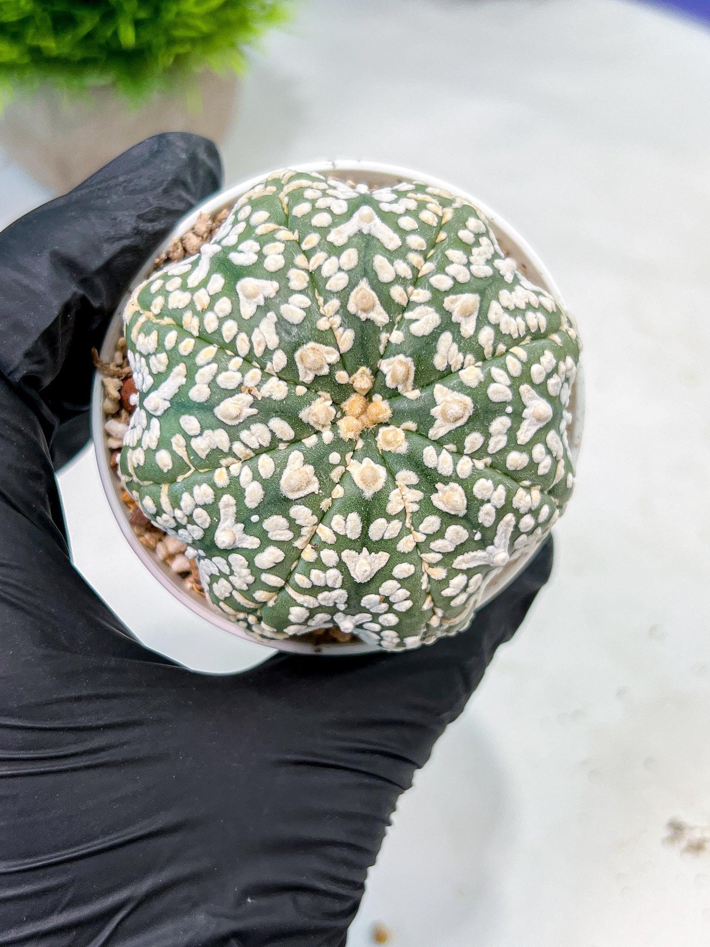 Custom Order- We’ll send you the exact live plant pictured (T9) (p3) | SHIP from USA | 3" Pot