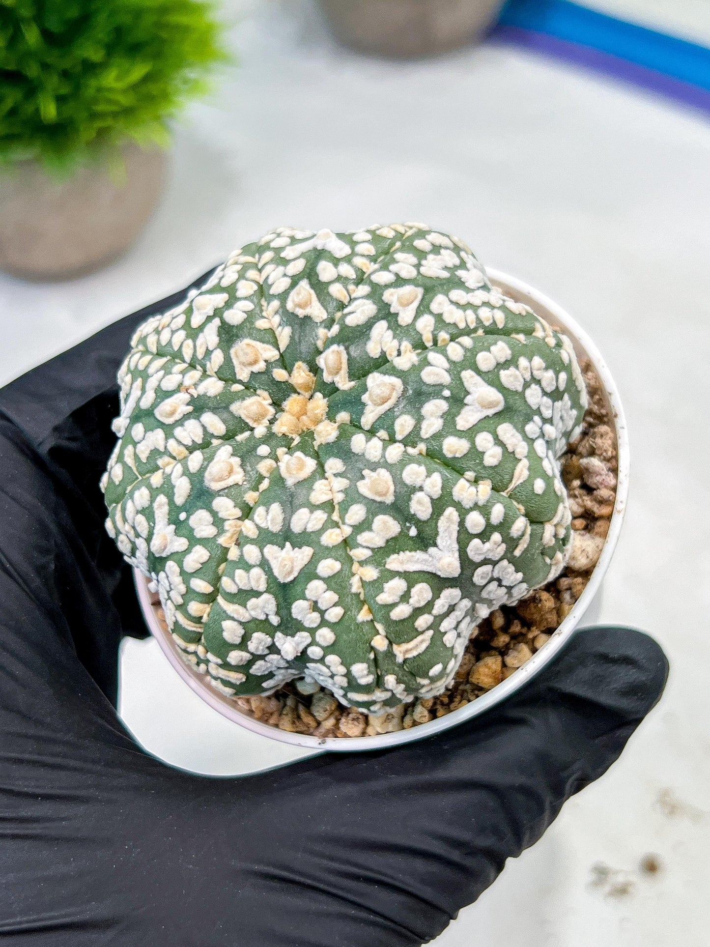 Custom Order- We’ll send you the exact live plant pictured (T9) (p3) | SHIP from USA | 3" Pot