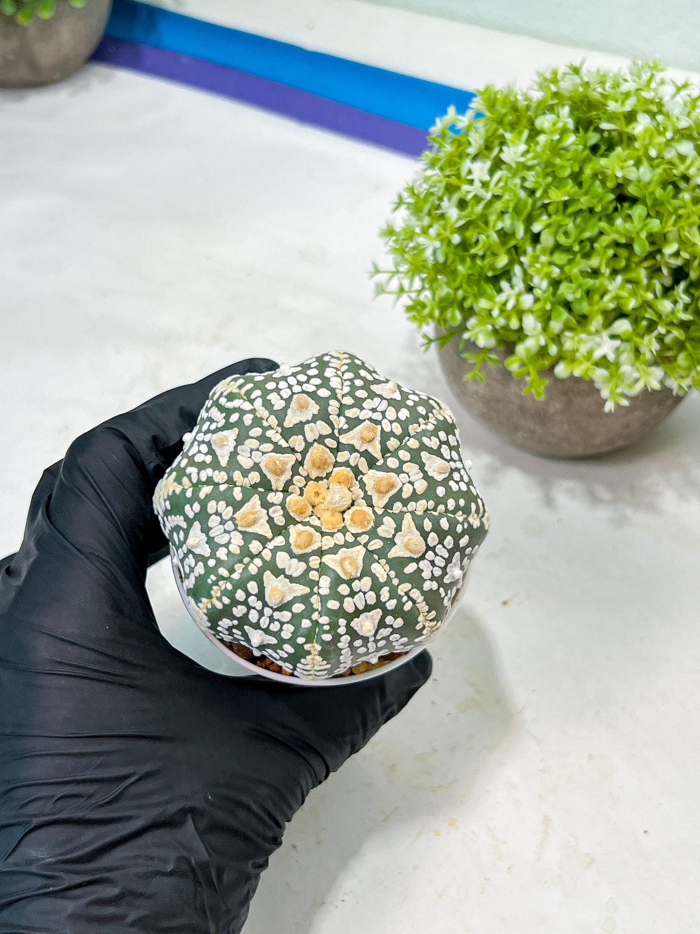 Custom Order- We’ll send you the exact live plant pictured (T9) (p4) | Las Vegas PLANT SELLER| 3" Pot