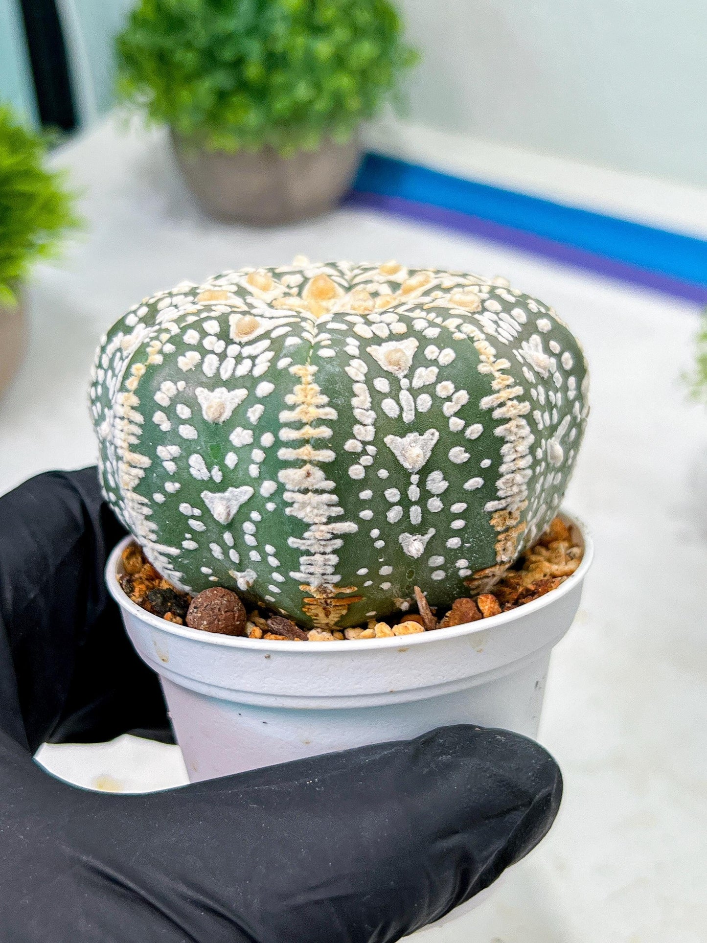 Custom Order- We’ll send you the exact live plant pictured (T9) (p4) | Las Vegas PLANT SELLER| 3" Pot