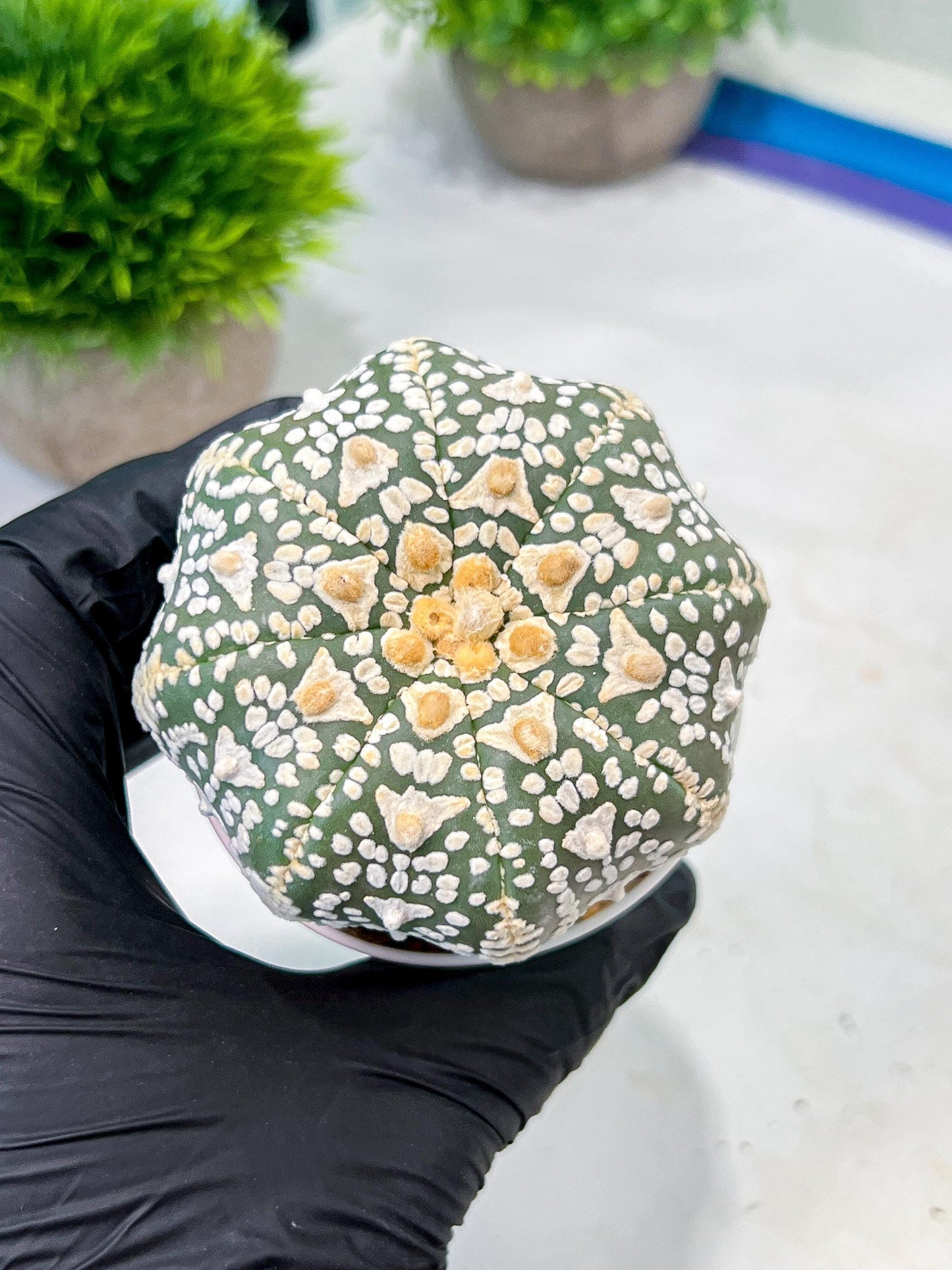 Custom Order- We’ll send you the exact live plant pictured (T9) (p4) | Las Vegas PLANT SELLER| 3" Pot
