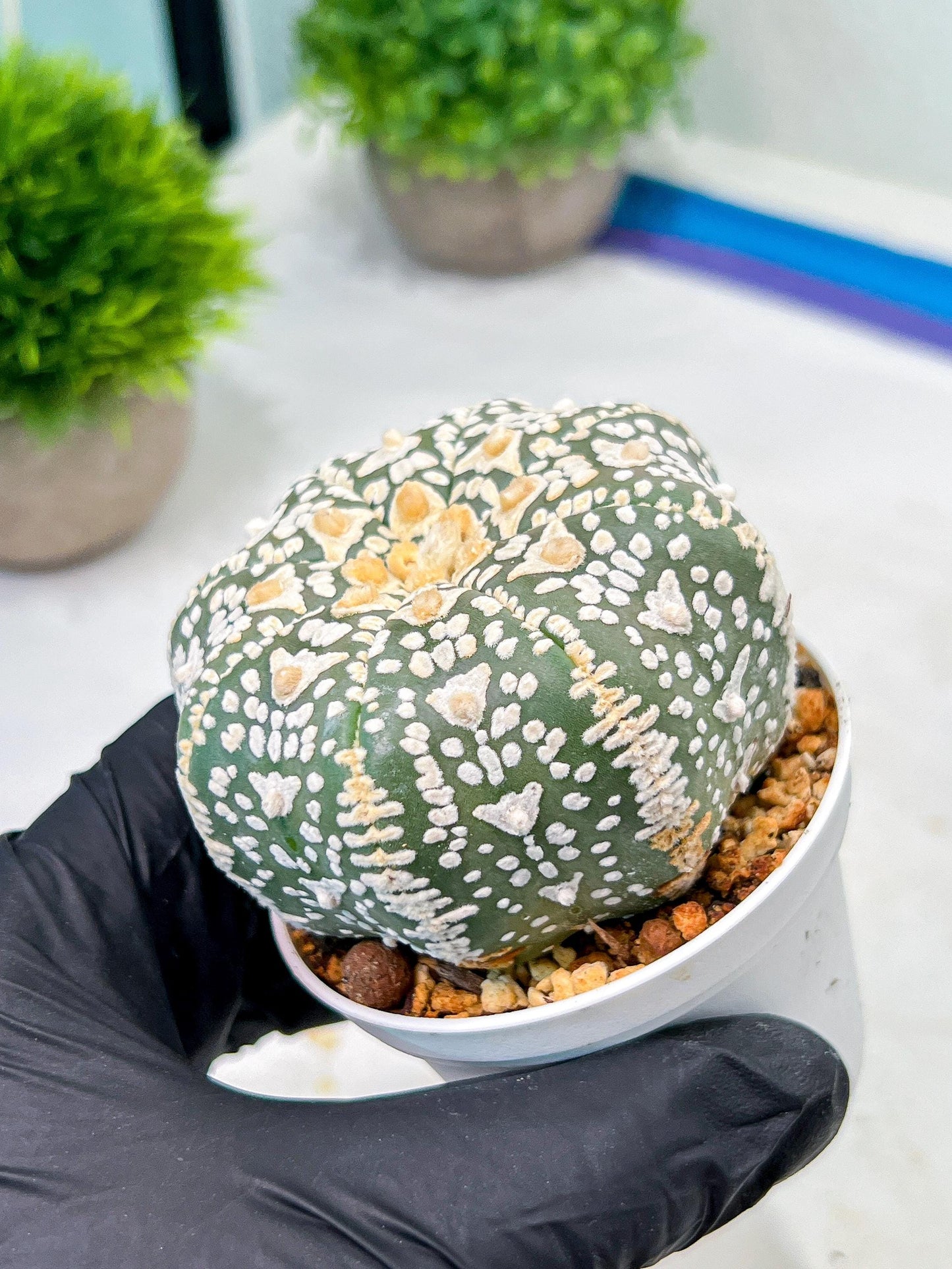 Custom Order- We’ll send you the exact live plant pictured (T9) (p4) | Las Vegas PLANT SELLER| 3" Pot