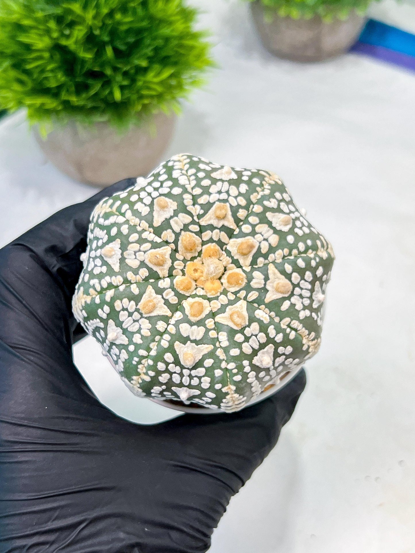 Custom Order- We’ll send you the exact live plant pictured (T9) (p4) | Las Vegas PLANT SELLER| 3" Pot