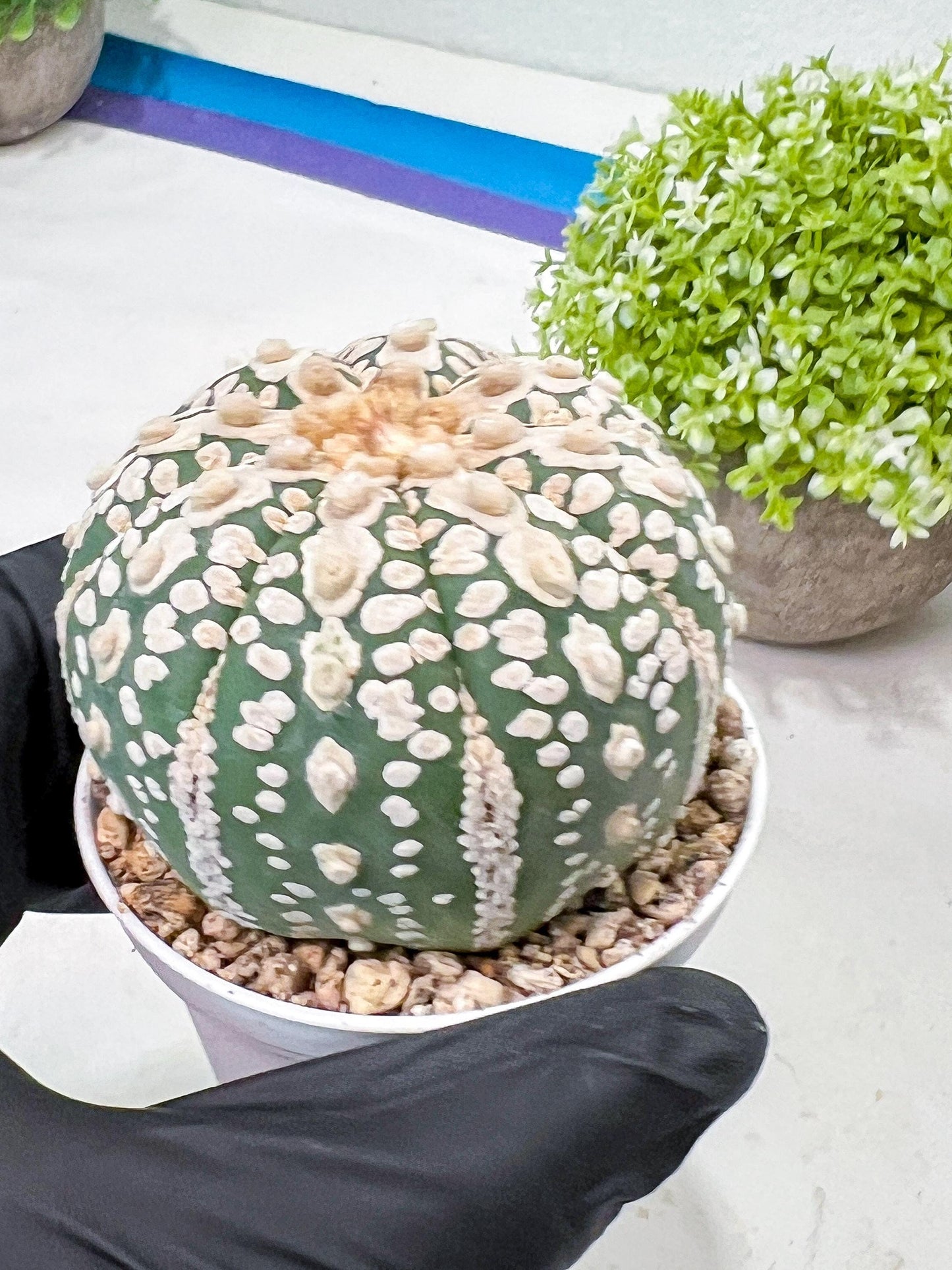Custom Order- We’ll send you the exact live plant pictured (T9) (p5) | Las Vegas Plant Shp | 3" Pot