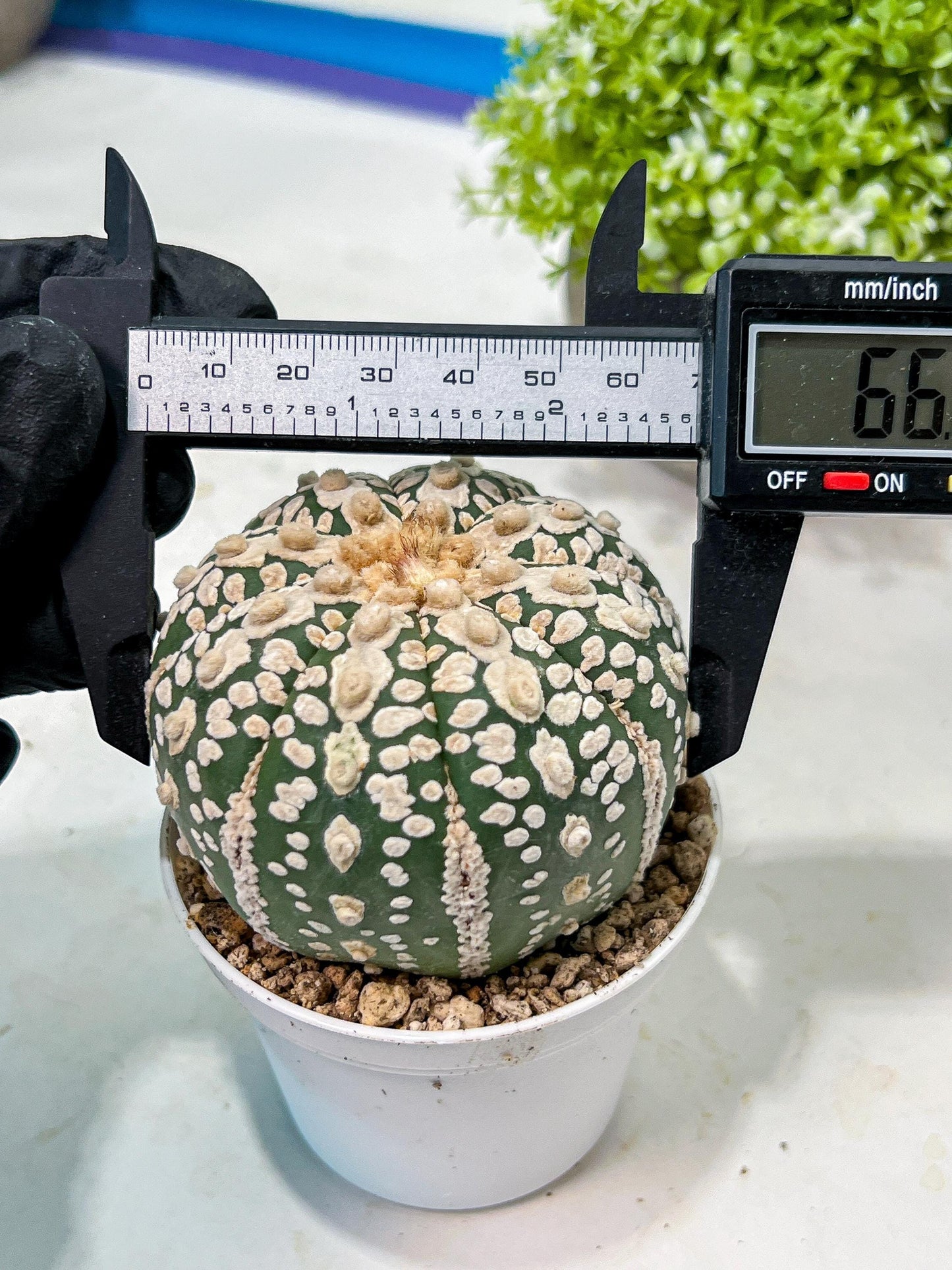 Custom Order- We’ll send you the exact live plant pictured (T9) (p5) | Las Vegas Plant Shp | 3" Pot