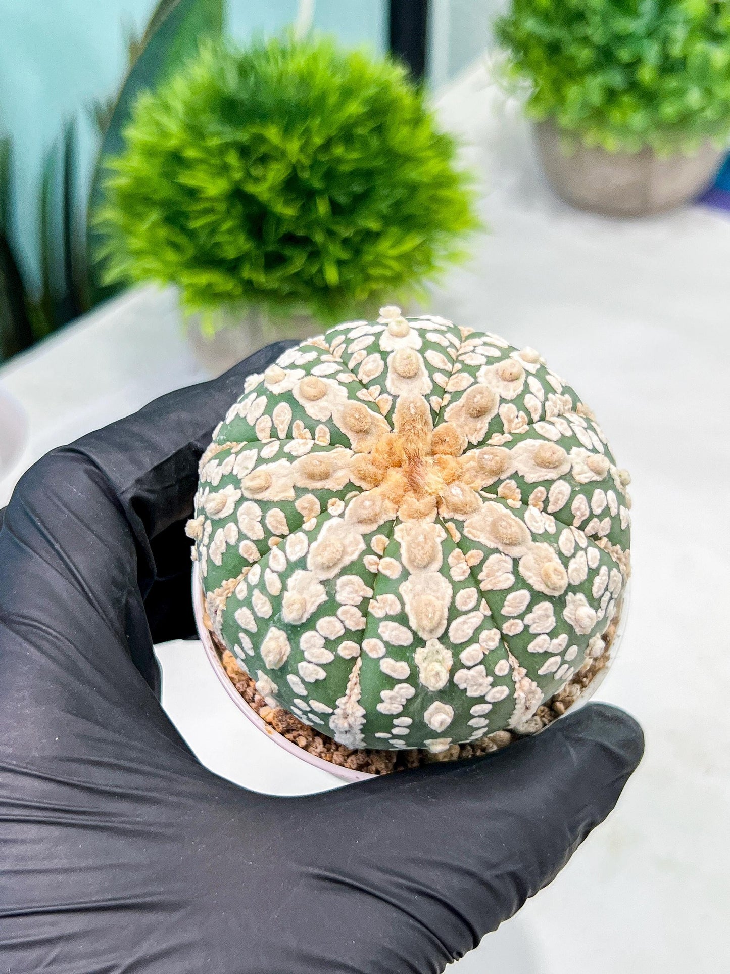 Custom Order- We’ll send you the exact live plant pictured (T9) (p5) | Las Vegas Plant Shp | 3" Pot
