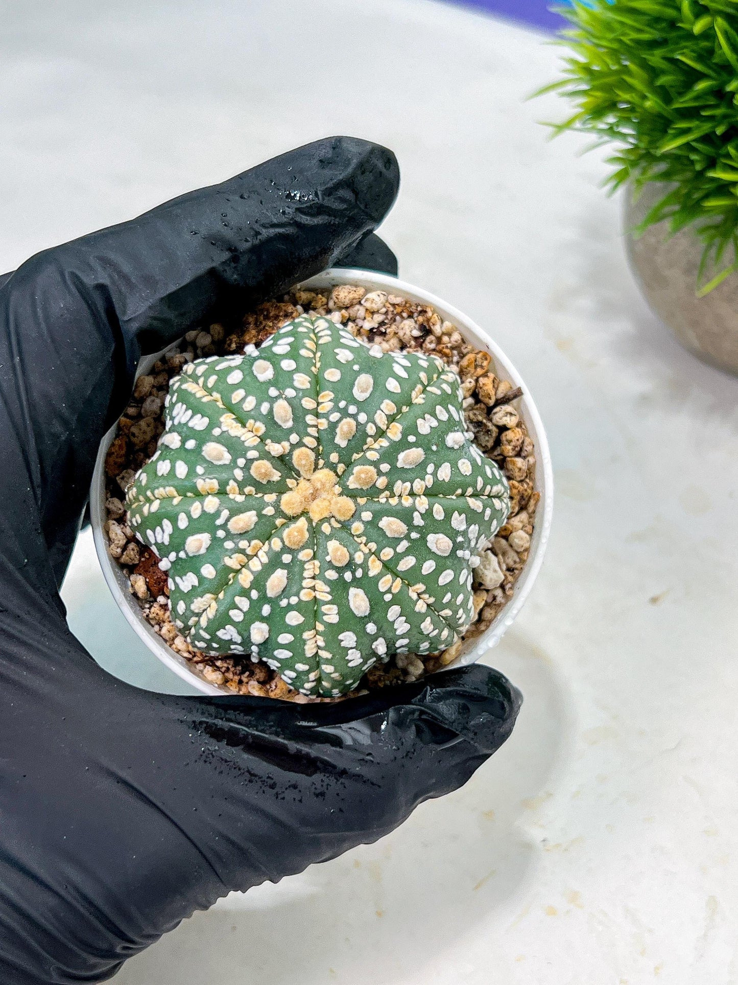 Custom Order- We’ll send you the exact live plant pictured (T10) (p1) | Imported From Japan | 3" Pot