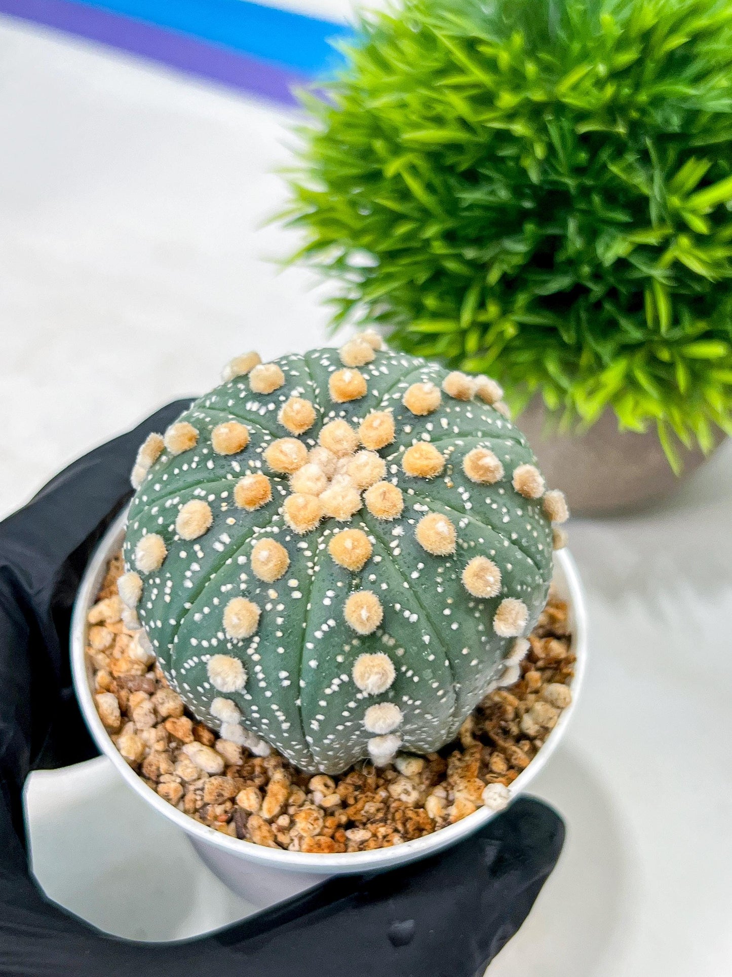 Custom Order- We’ll send you the exact live plant pictured (T10) (p2) | Las Vegas Plant Shop | 3" Pot